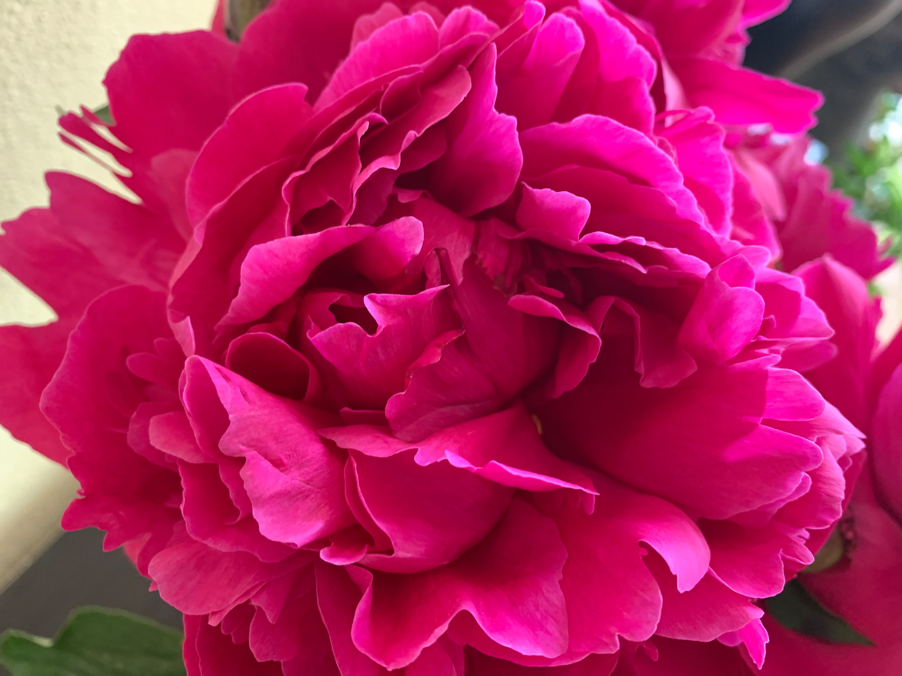 
        <div class='title'>
          Peony 1
        </div>
       
        <div class='description'>
          
        </div>
      