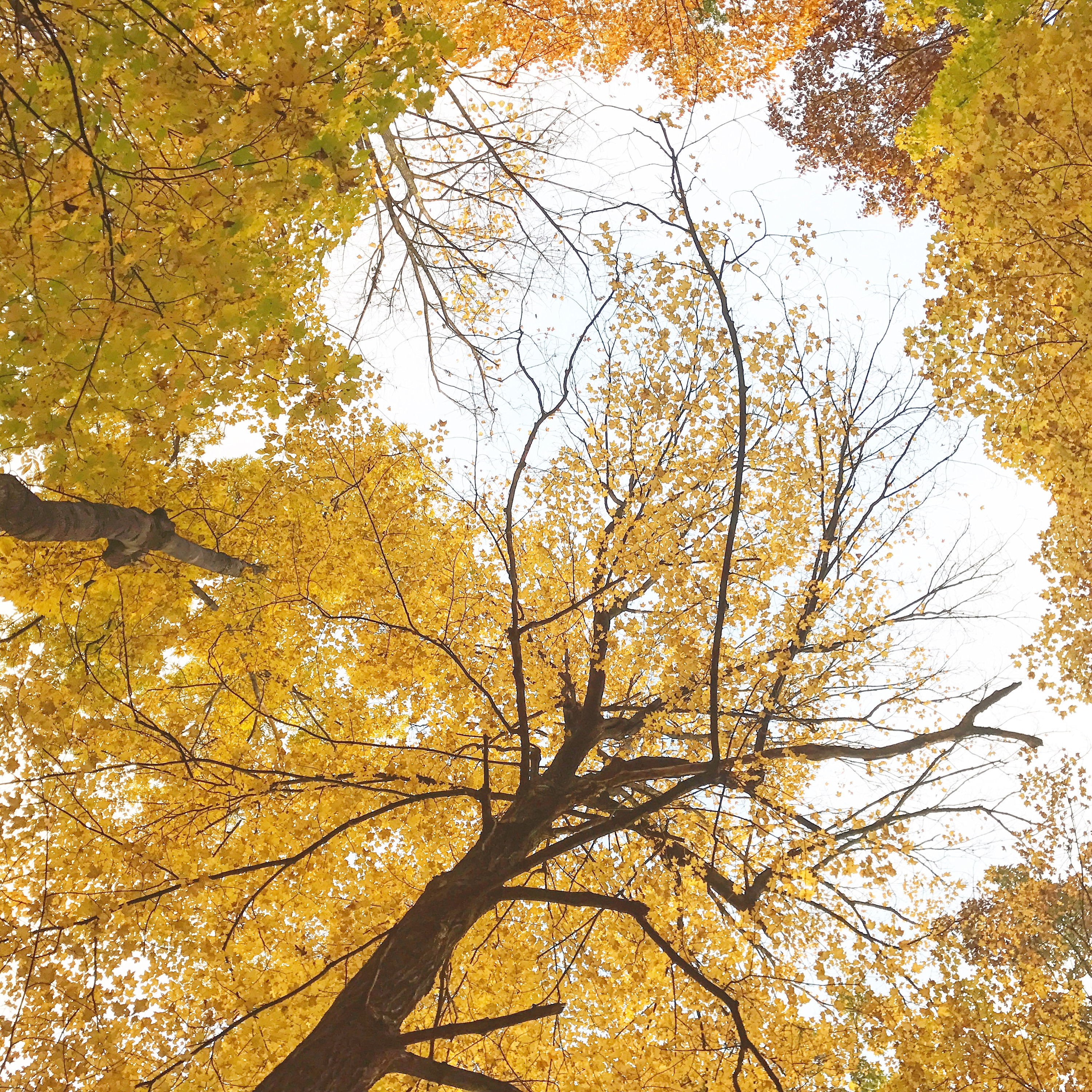 
        <div class='title'>
          Autumn Clearing
        </div>
       
        <div class='description'>
          
        </div>
      