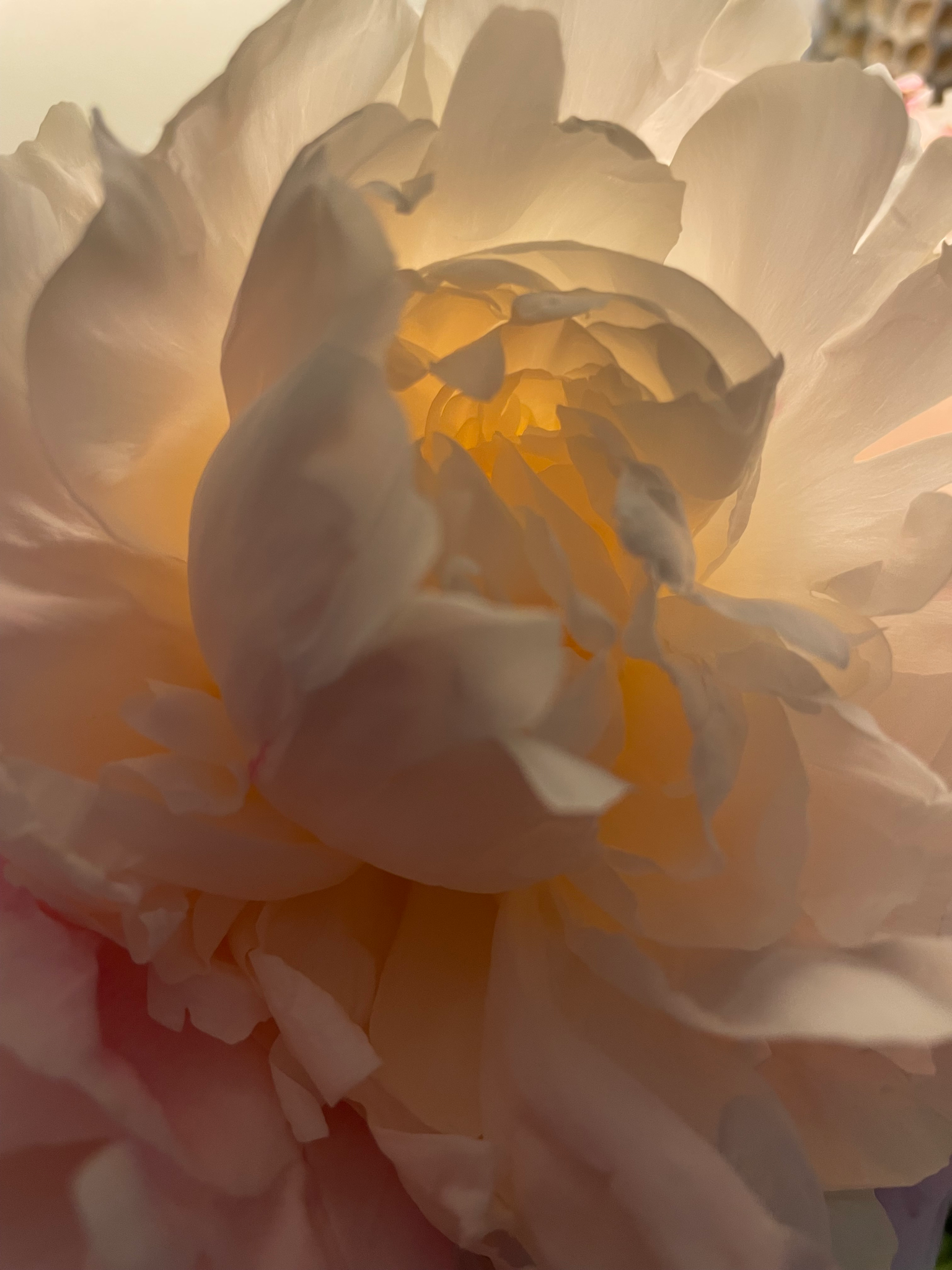 
        <div class='title'>
          Peony Close Encounters
        </div>
       
        <div class='description'>
          
        </div>
      