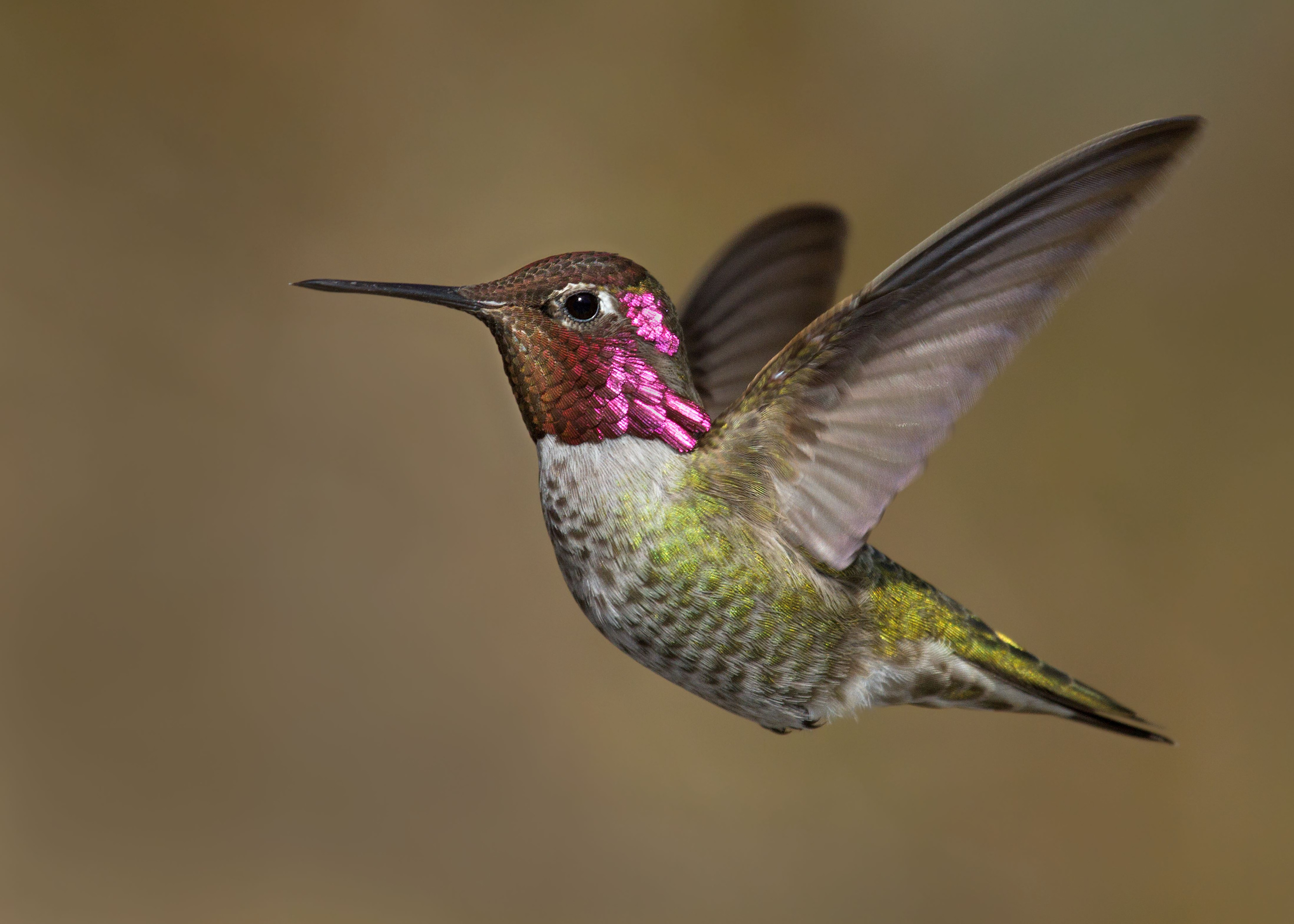 
        <div class='title'>
          Mark Bates Hummingbird Side igafrw
        </div>
       
        <div class='description'>
          
        </div>
      