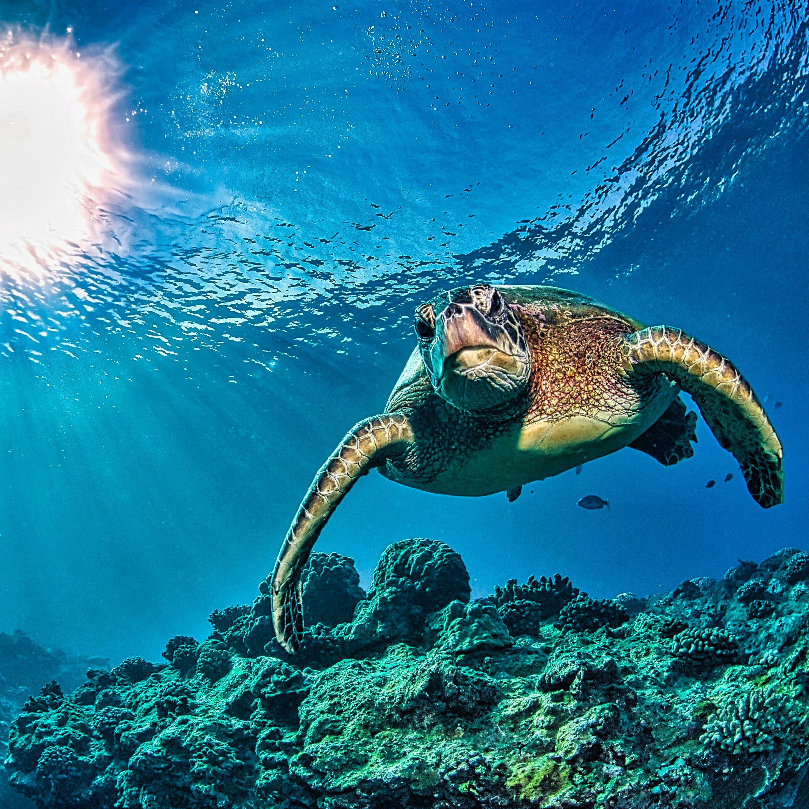 
        <div class='title'>
          turtleswim
        </div>
       
        <div class='description'>
          
        </div>
      