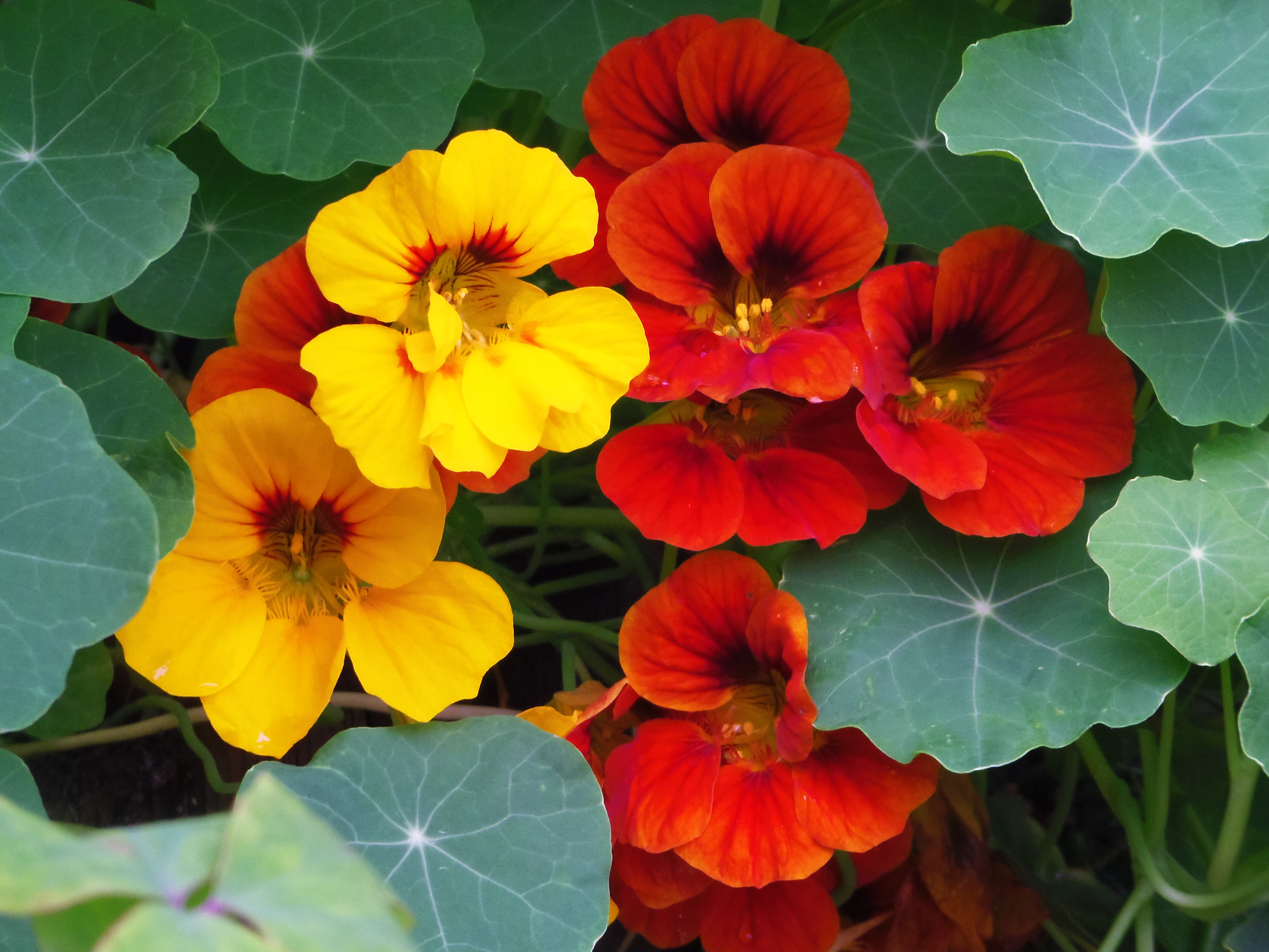
        <div class='title'>
          nastertiums Red Yellow
        </div>
       
        <div class='description'>
          
        </div>
      