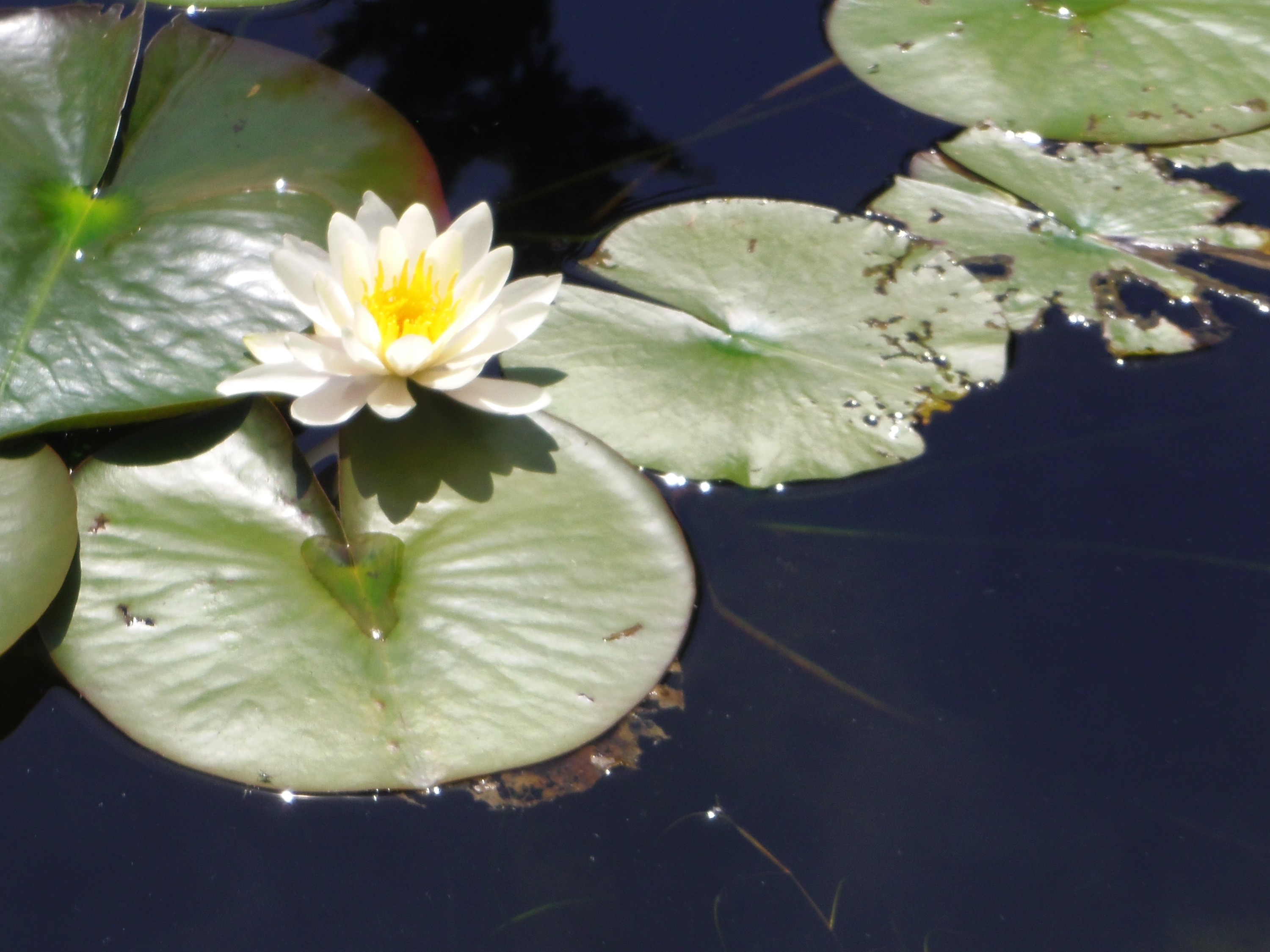 
        <div class='title'>
          waterlily Blue Water
        </div>
       
        <div class='description'>
          
        </div>
      