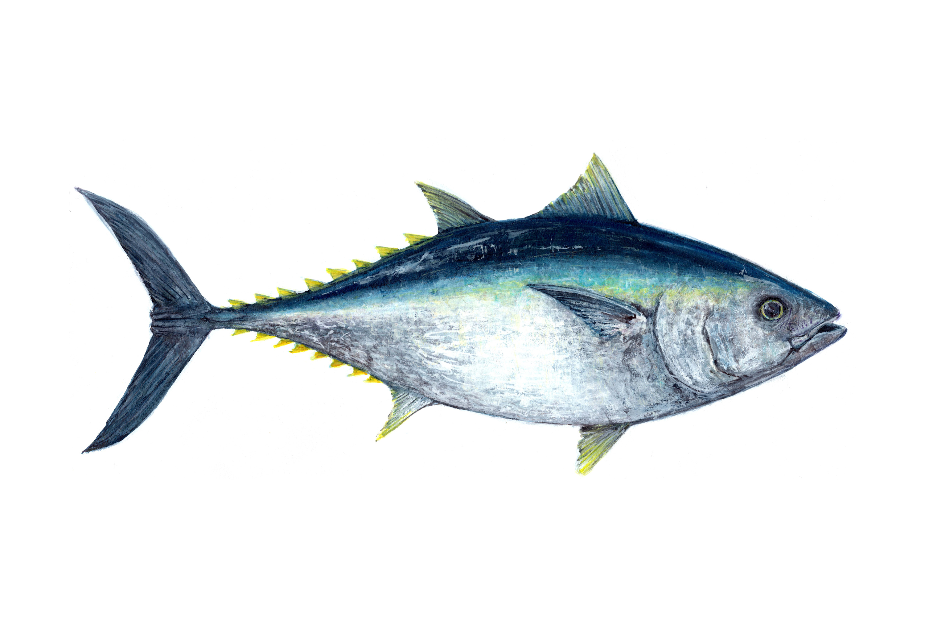 Bluefin2rraw wv3s0u