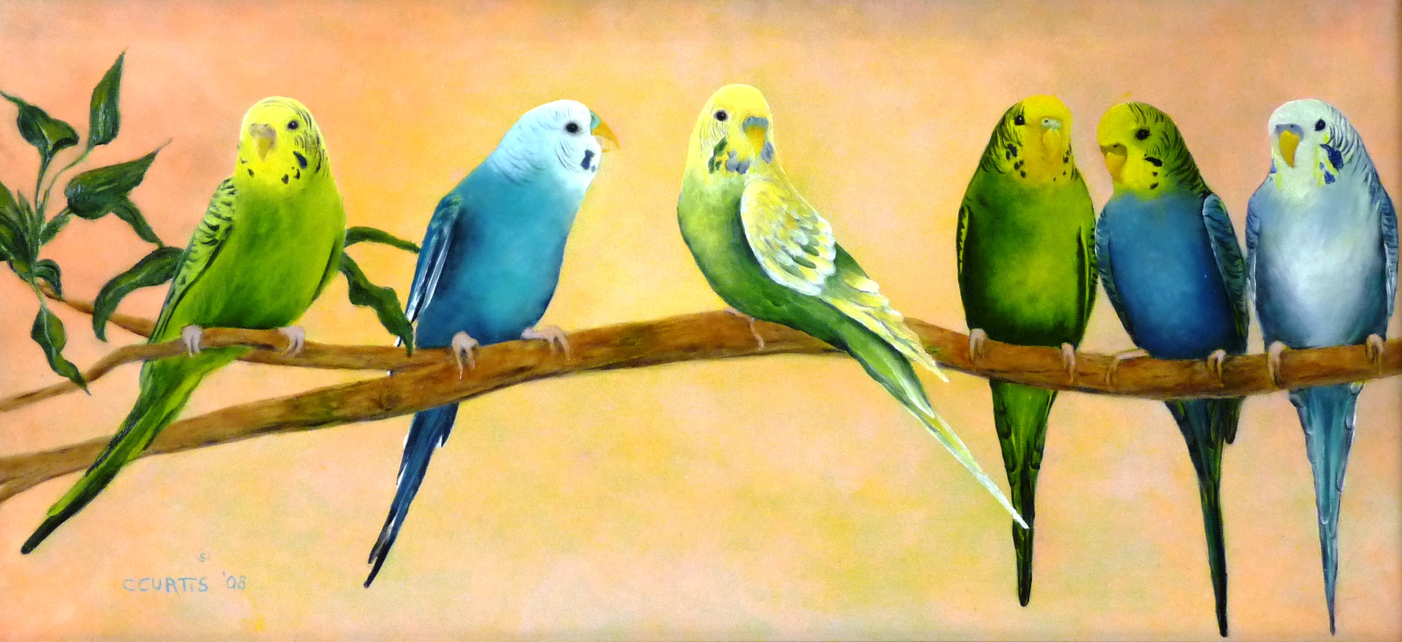 
        <div class='title'>
          Birch Budgies
        </div>
       
        <div class='description'>
          
        </div>
      