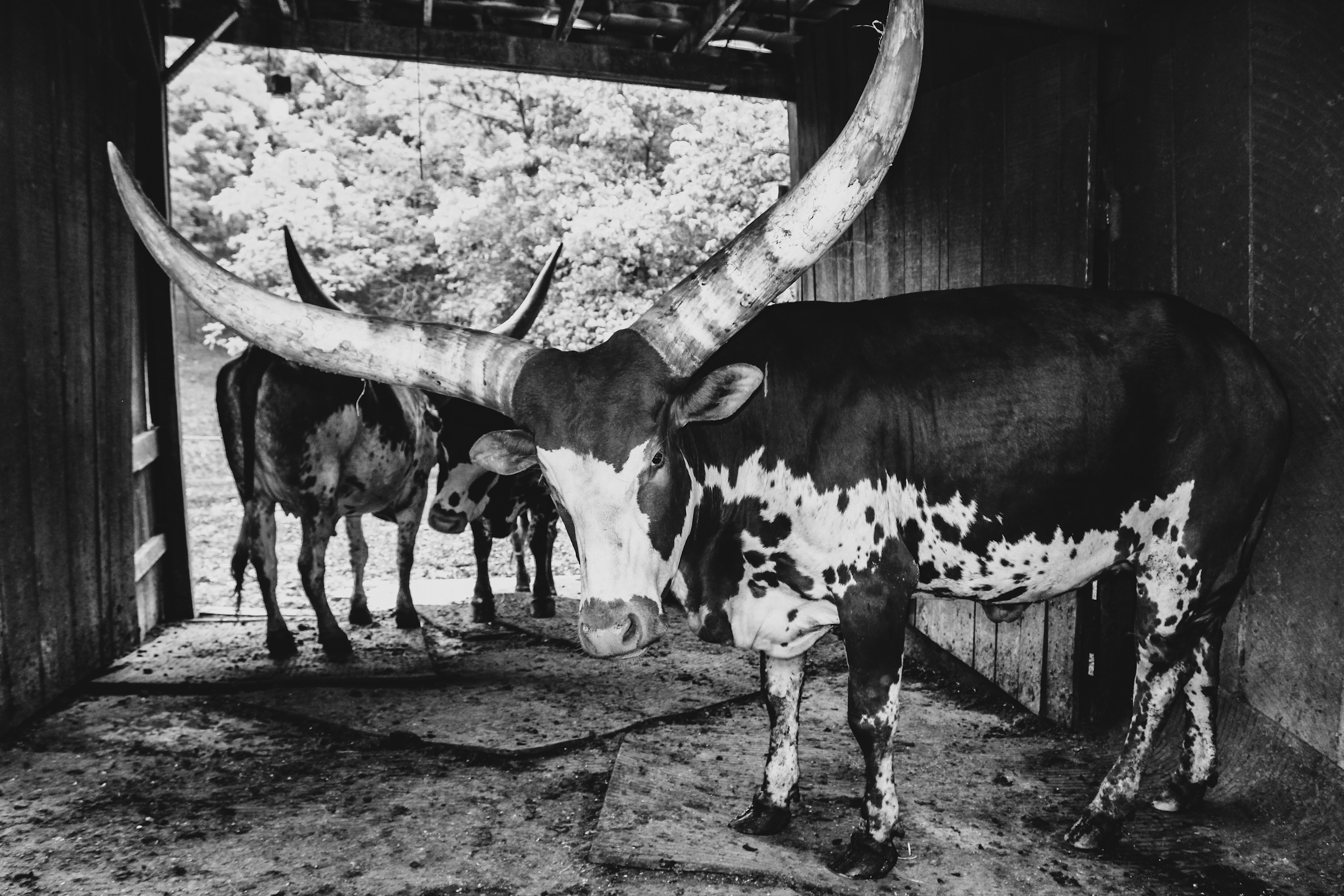 
        <div class='title'>
          Alexandra Peterkin Ditzler Tennessee Watusi
        </div>
       
