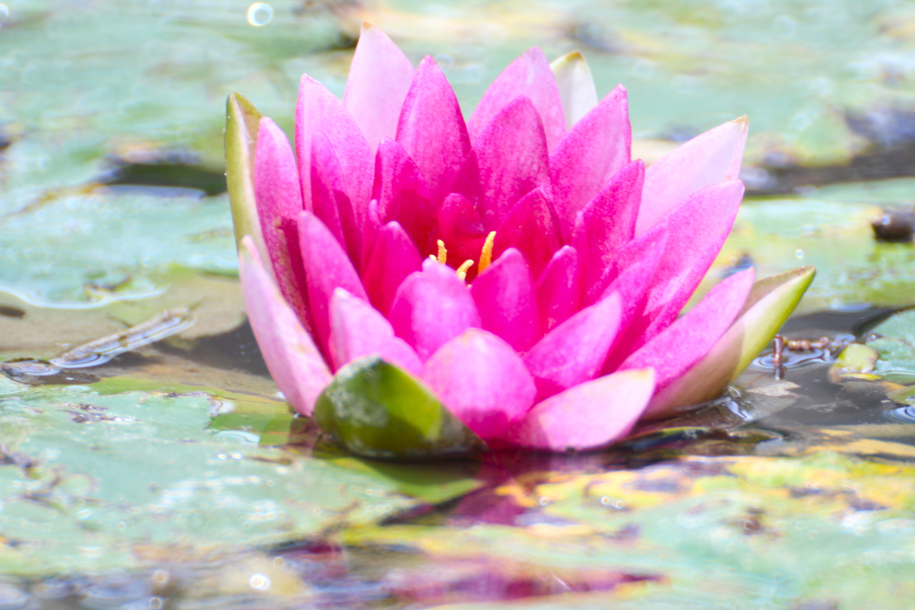 
        <div class='title'>
          Alexandra Peterkin Ditzler Texas Water Lily
        </div>
       