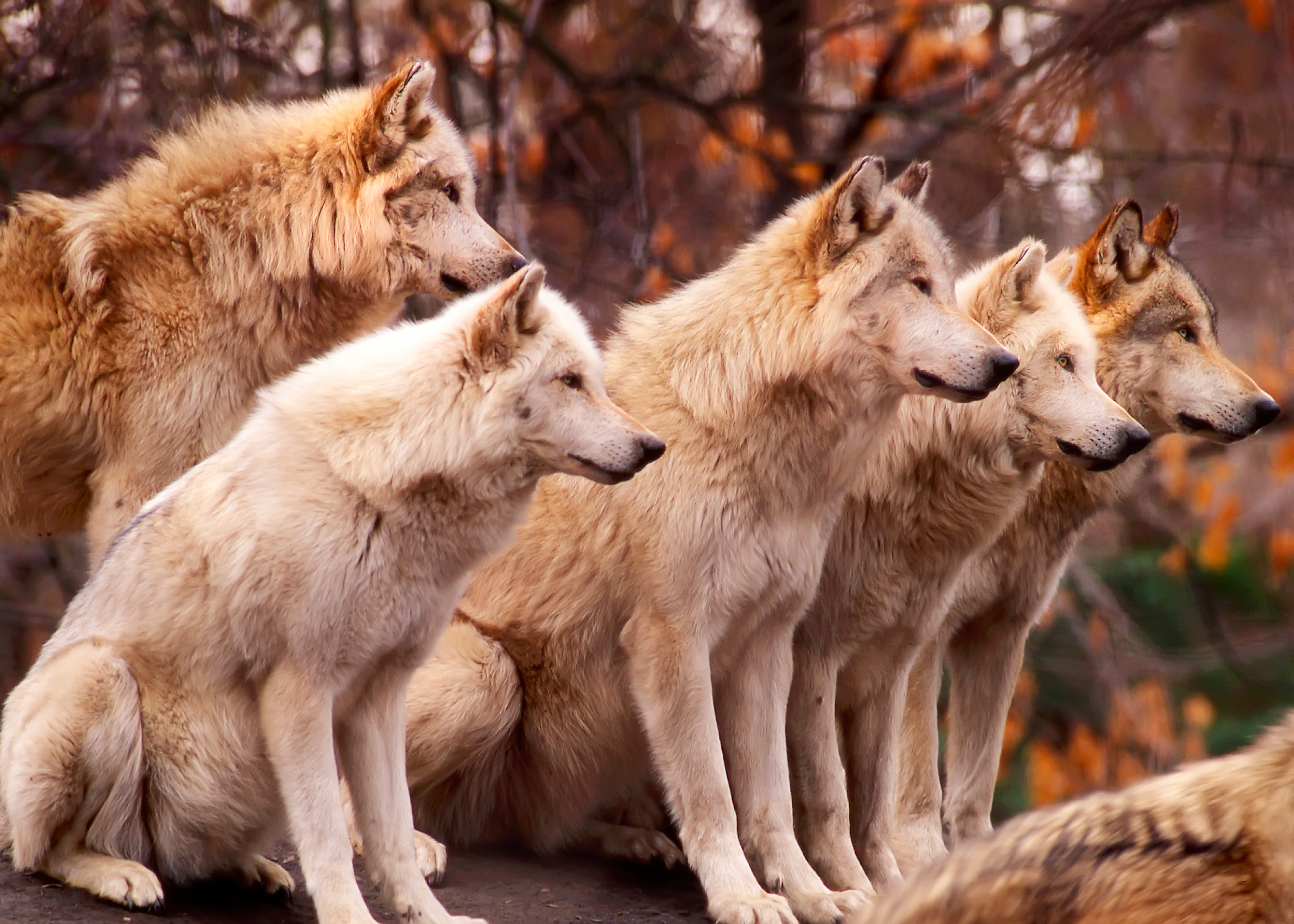 
        <div class='title'>
          Wolf Pack
        </div>
       
        <div class='description'>
          
        </div>
      