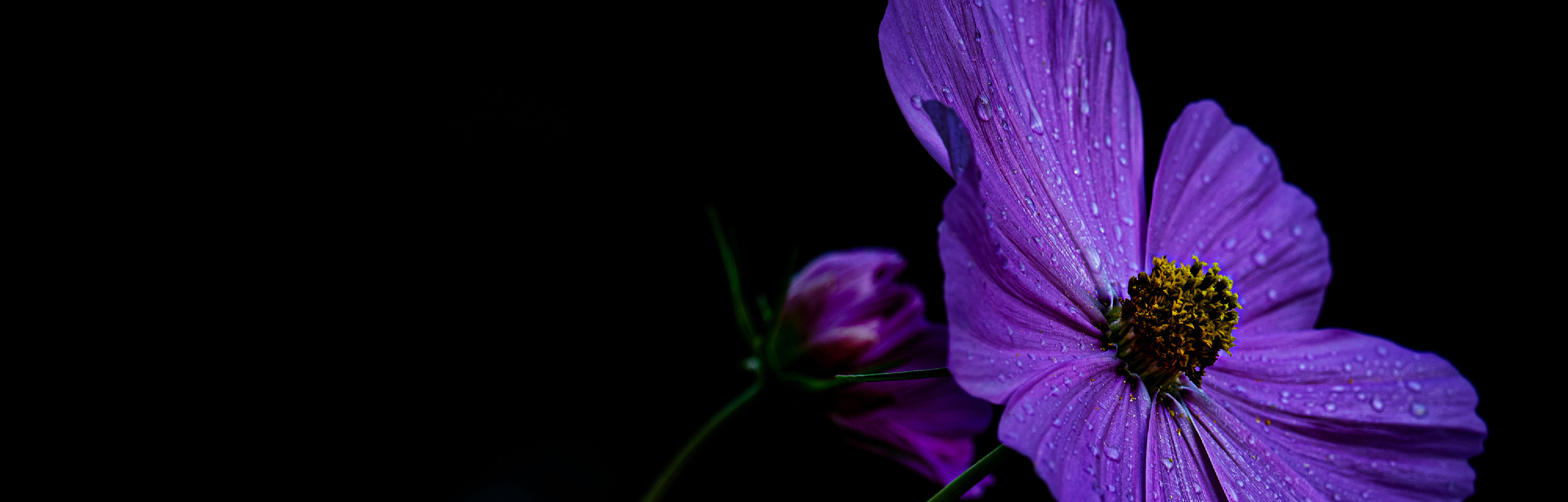 
        <div class='title'>
          Purple1
        </div>
       