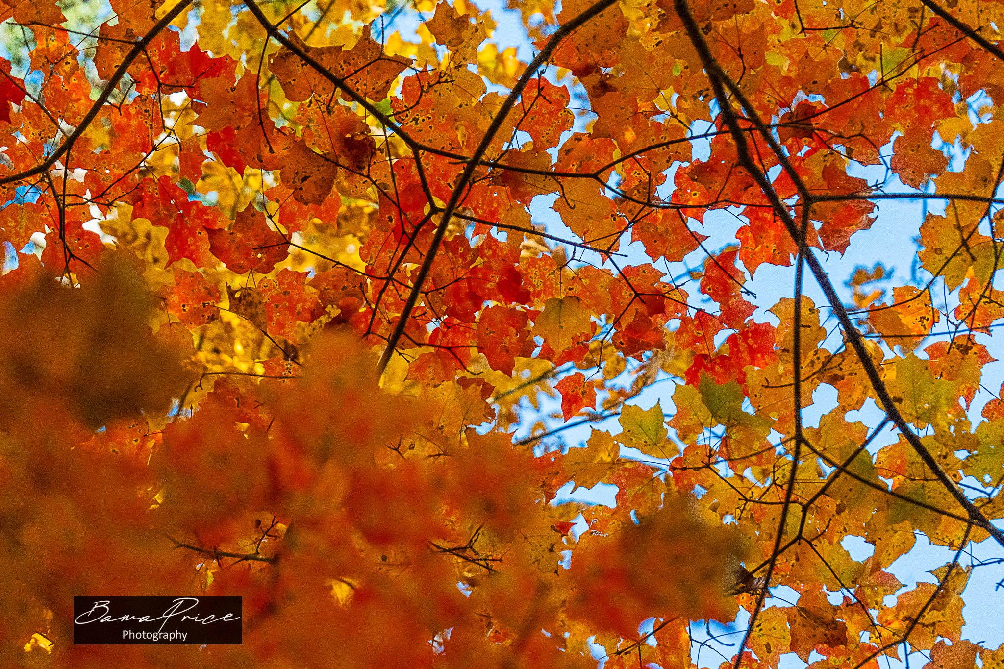 Fall colors leaves bsirs9