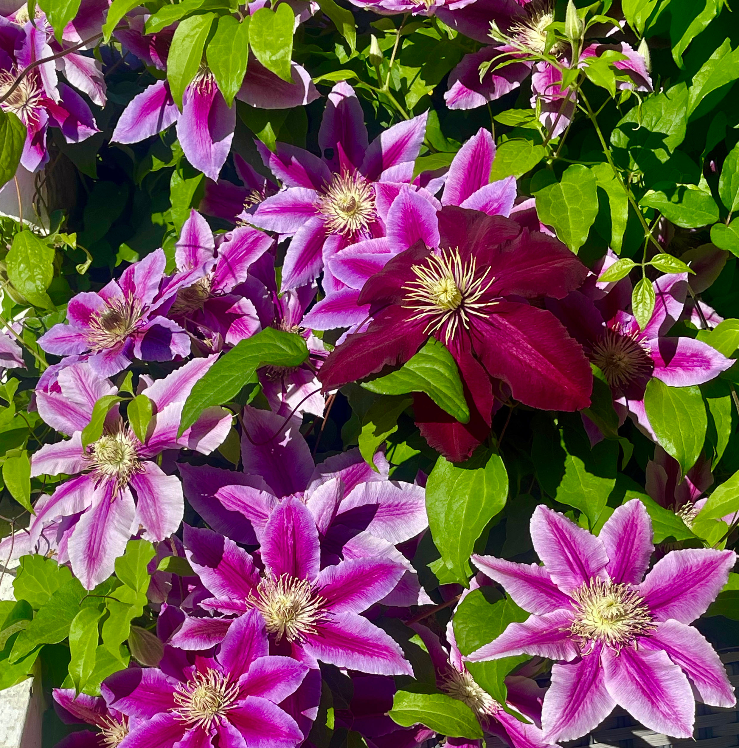 
        <div class='title'>
          pink purple clematis
        </div>
       
        <div class='description'>
          
        </div>
      