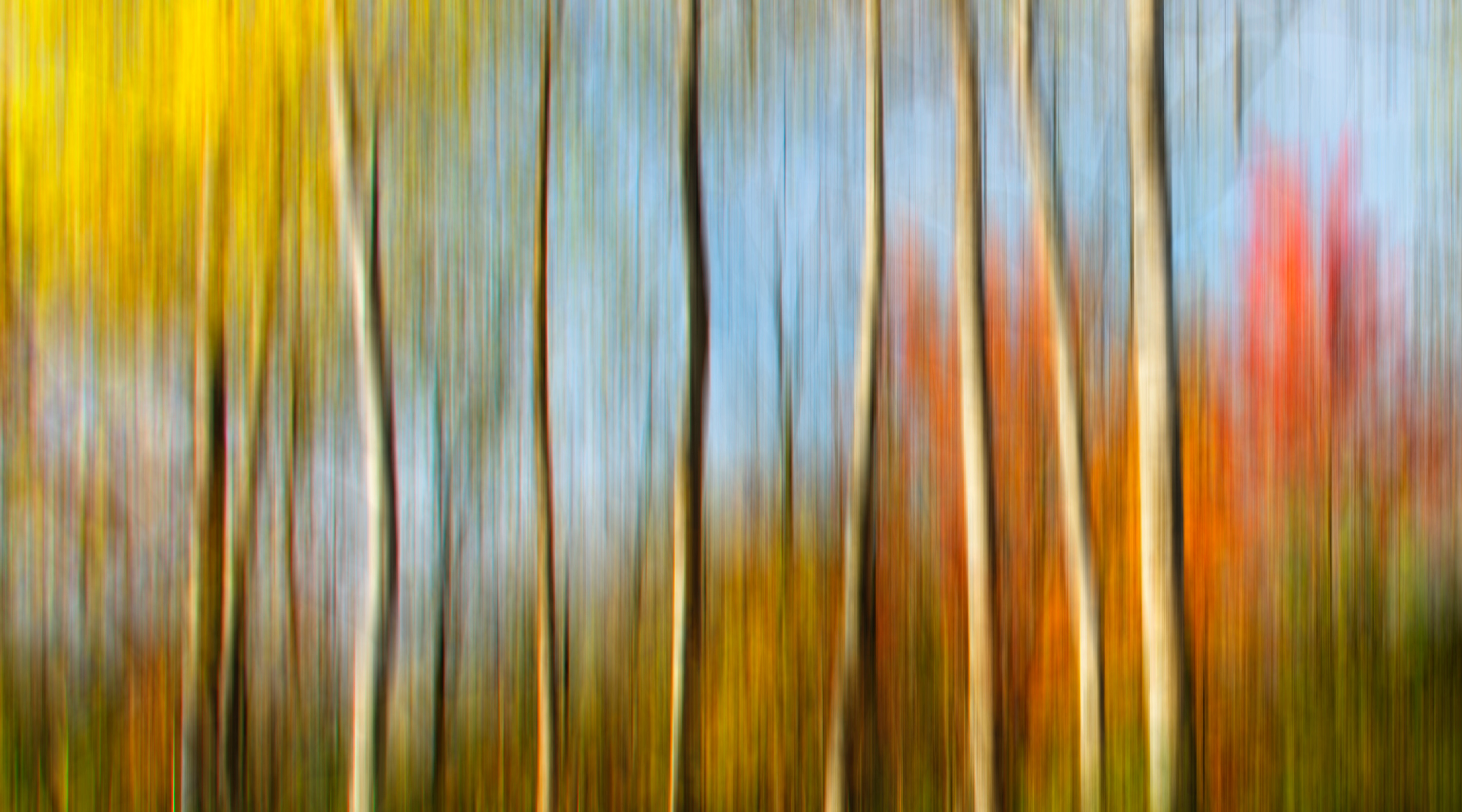 
        <div class='title'>
          Birch with color Home Page banner
        </div>
       