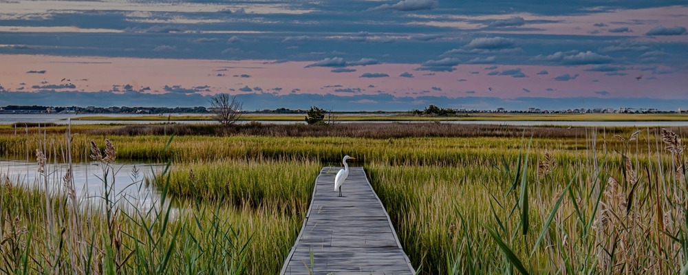 bird on pier2 billboard