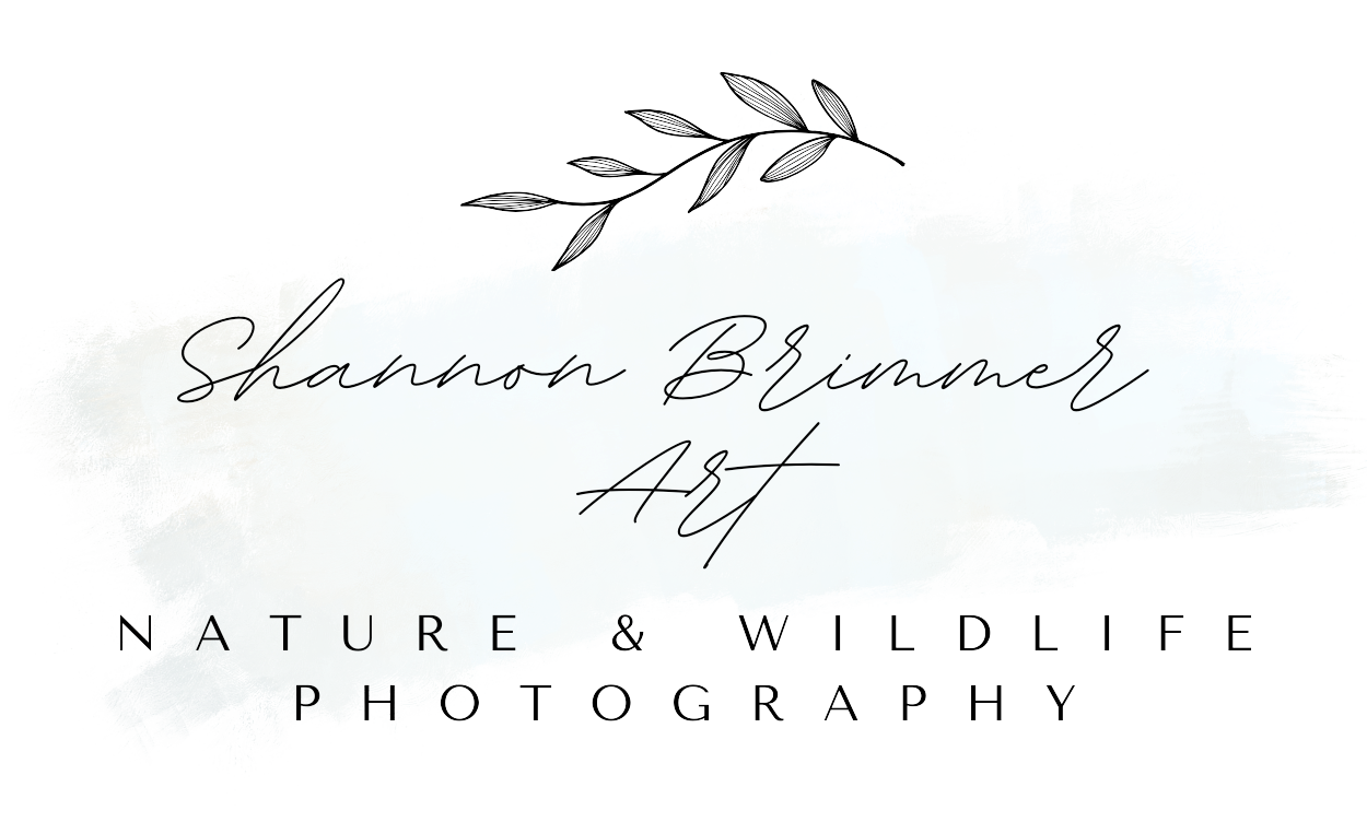 Shannon Brimmer Photography