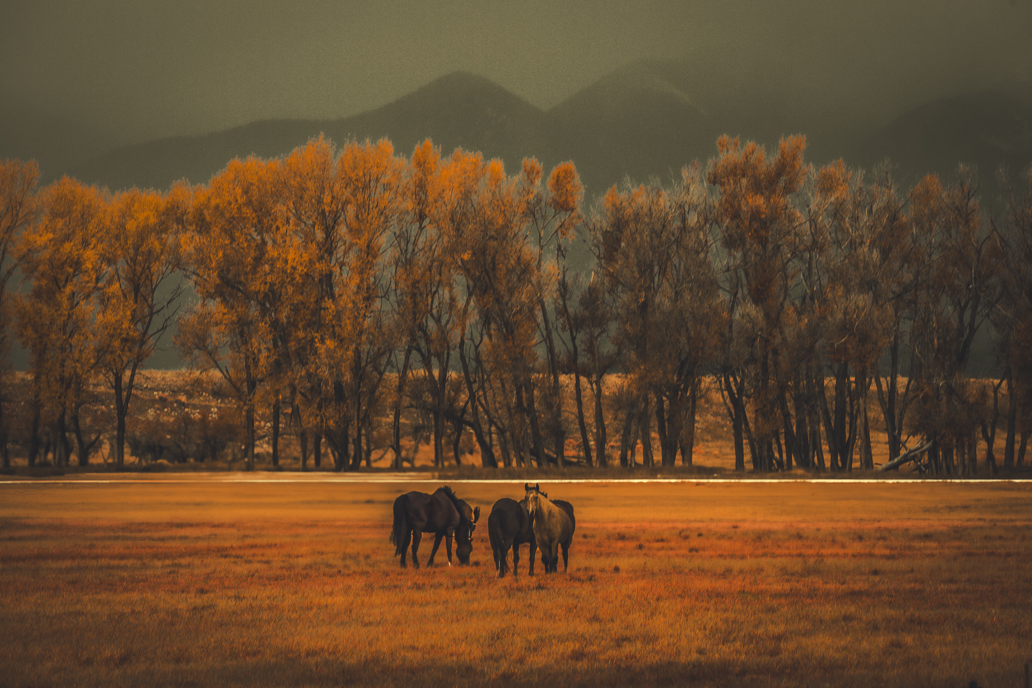 
        <div class='title'>
          Fall Horses
        </div>
       