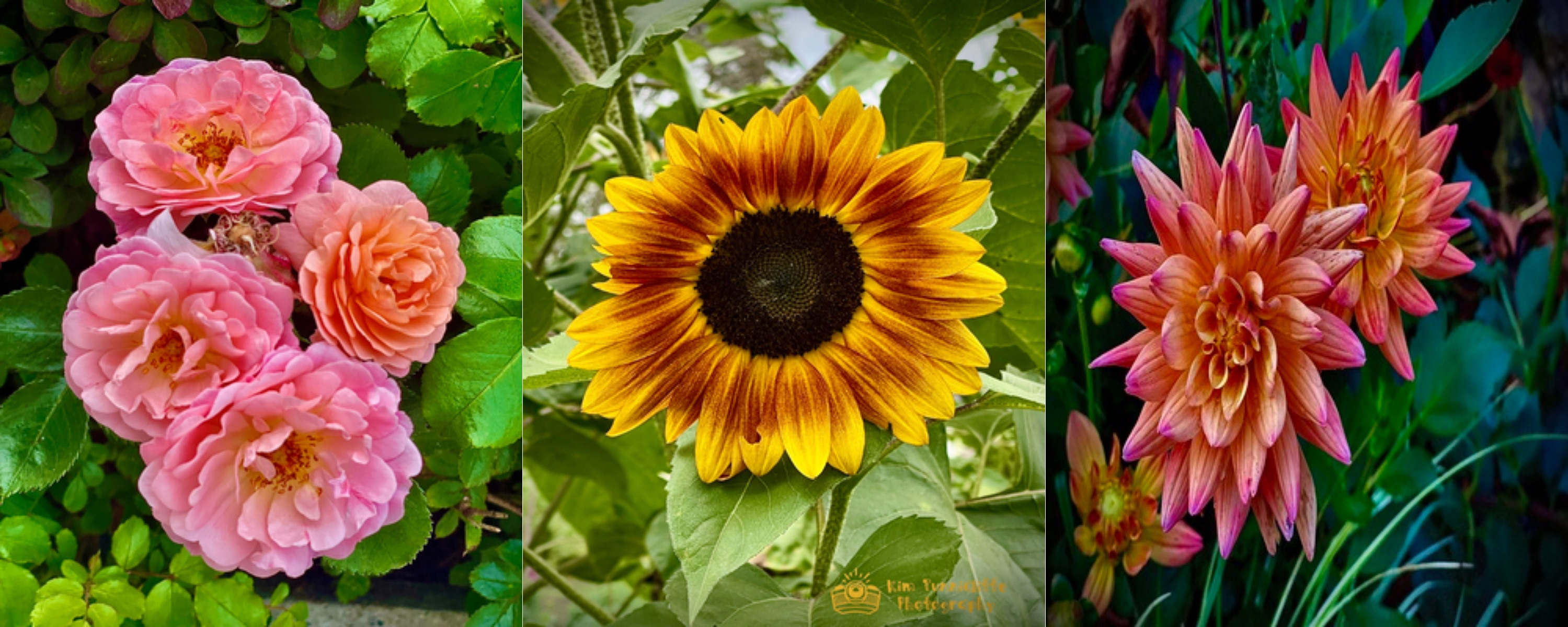 
        <div class='title'>
          combine images 19
        </div>
       