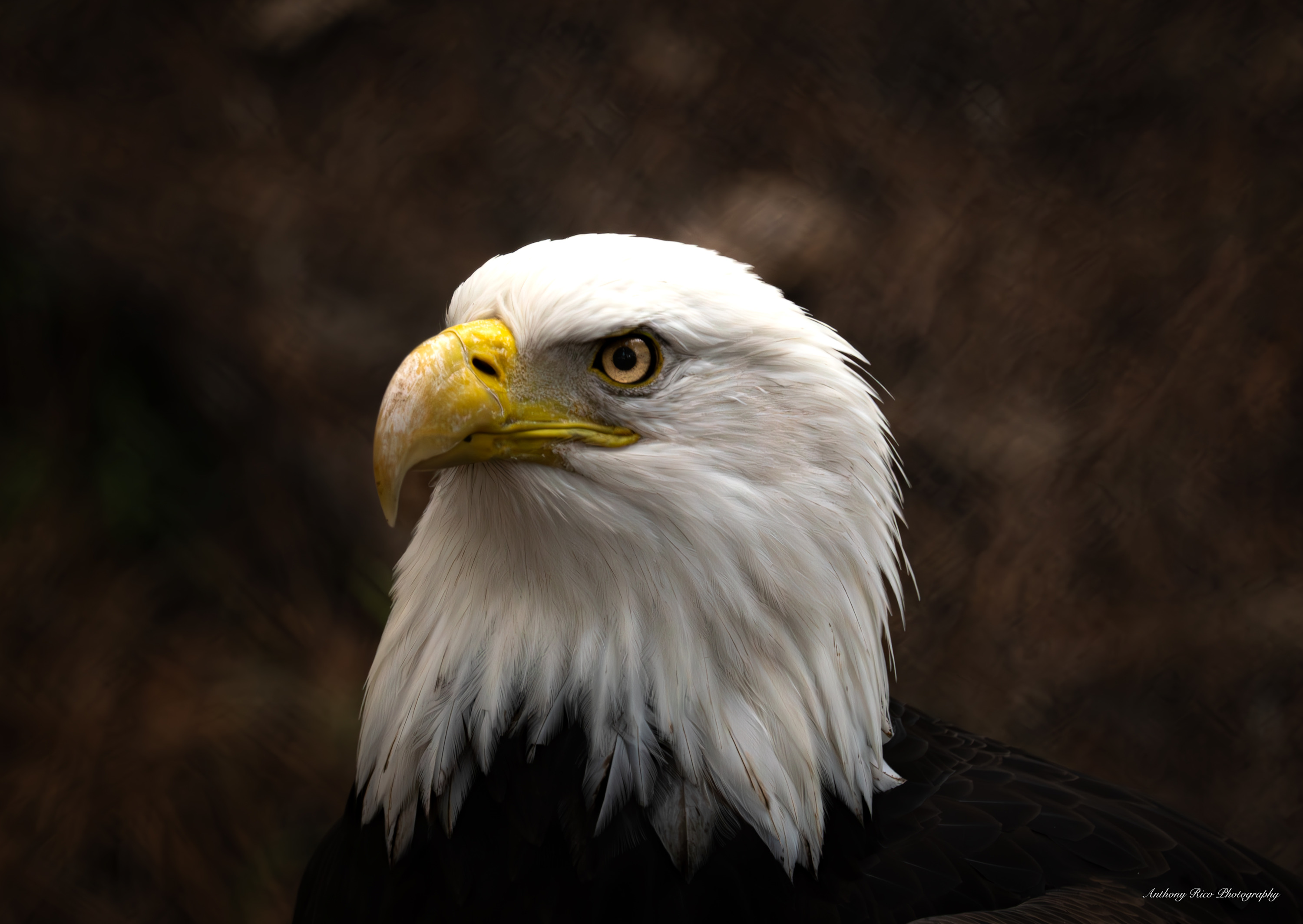 
        <div class='title'>
          Nature, Bald Eagle at Sarfari Park, CA
        </div>
       