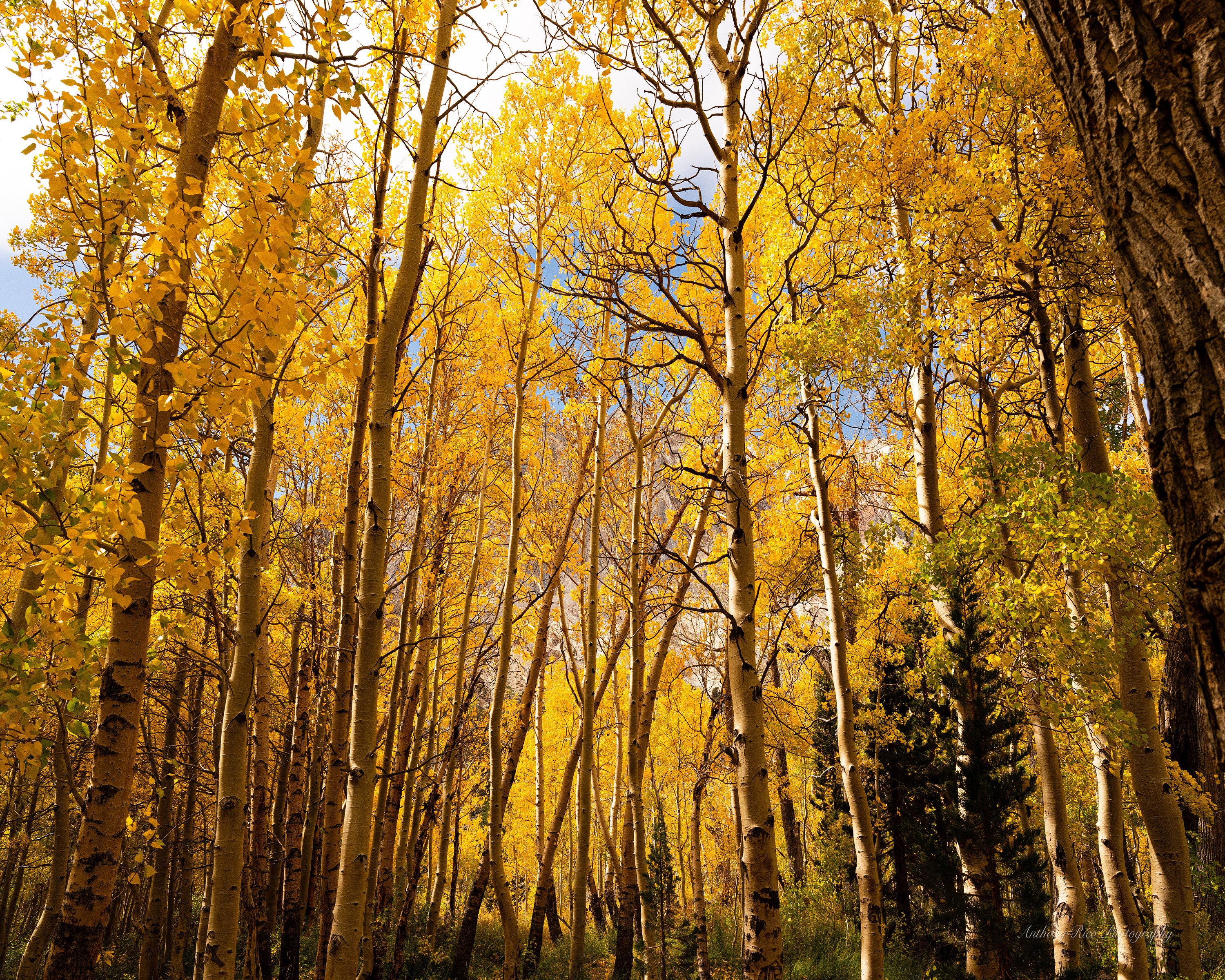 
        <div class='title'>
          Yellow Forest small 8x10
        </div>
       