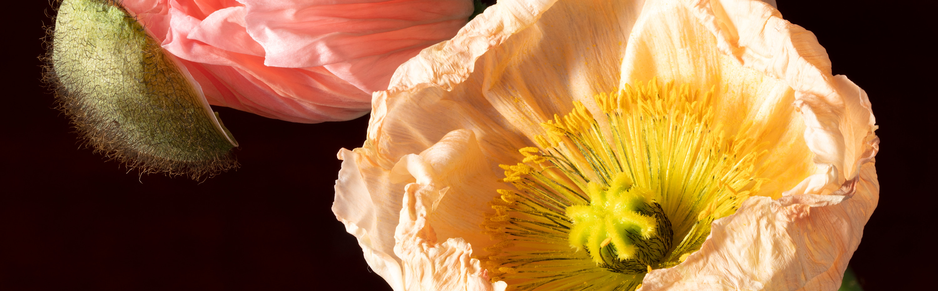 
        <div class='title'>
          POPPY 33 ORIGINAL BANNER
        </div>
       