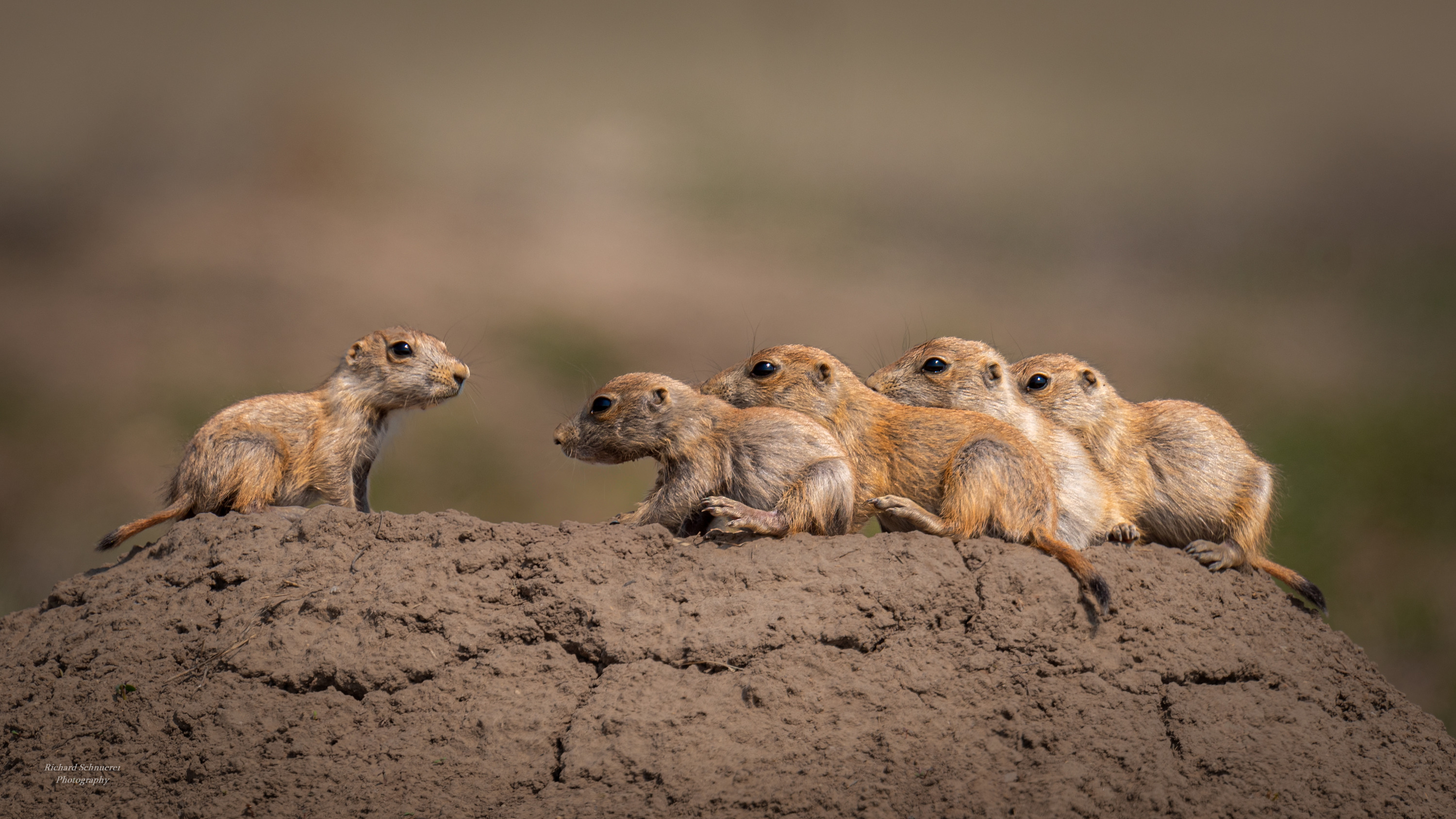 
        <div class='title'>
          Prairie Dogs z1glcq
        </div>
       
        <div class='description'>
          
        </div>
      