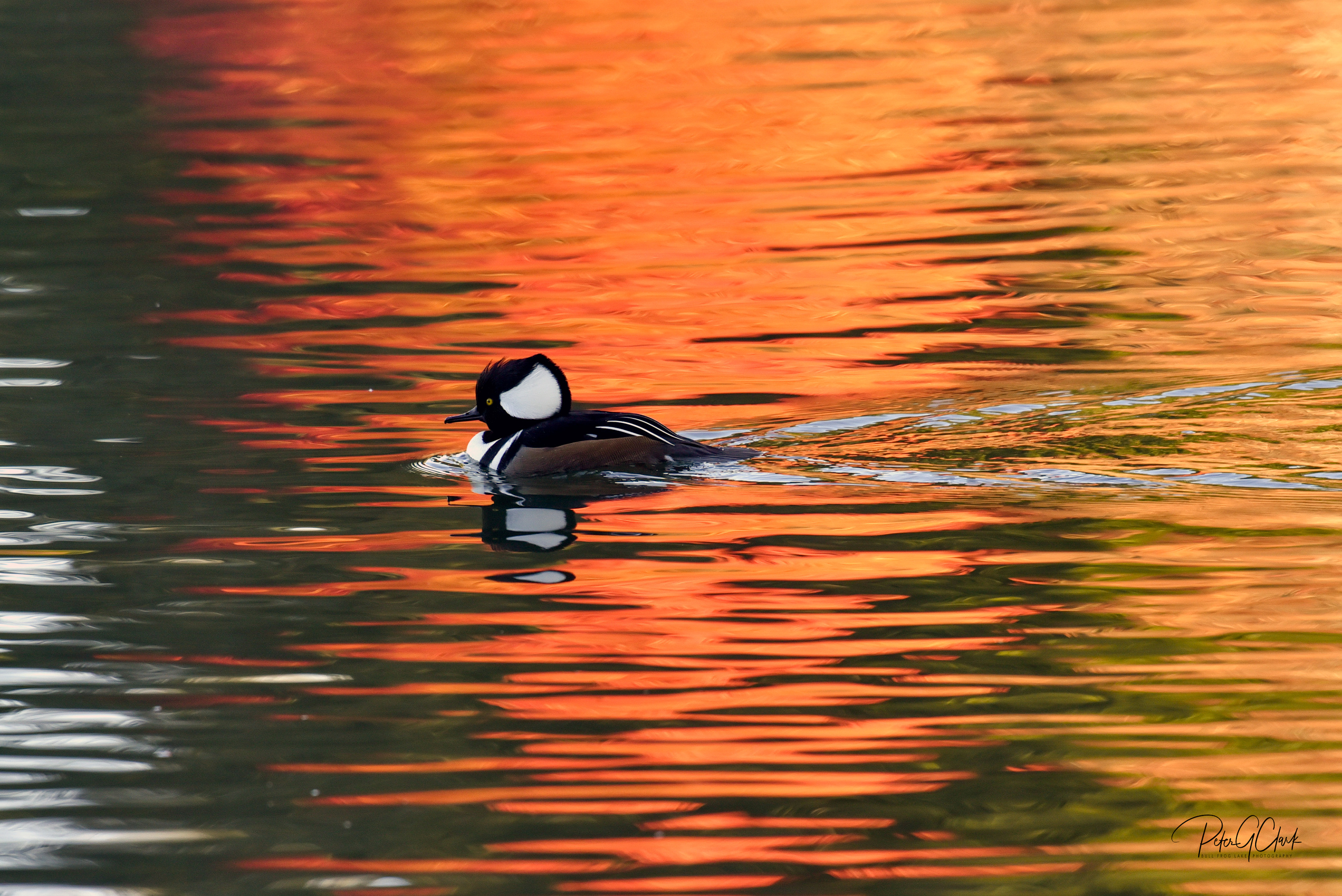 
        <div class='title'>
          Hooded Merganser CR91409 lr
        </div>
       
        <div class='description'>
          
        </div>
      