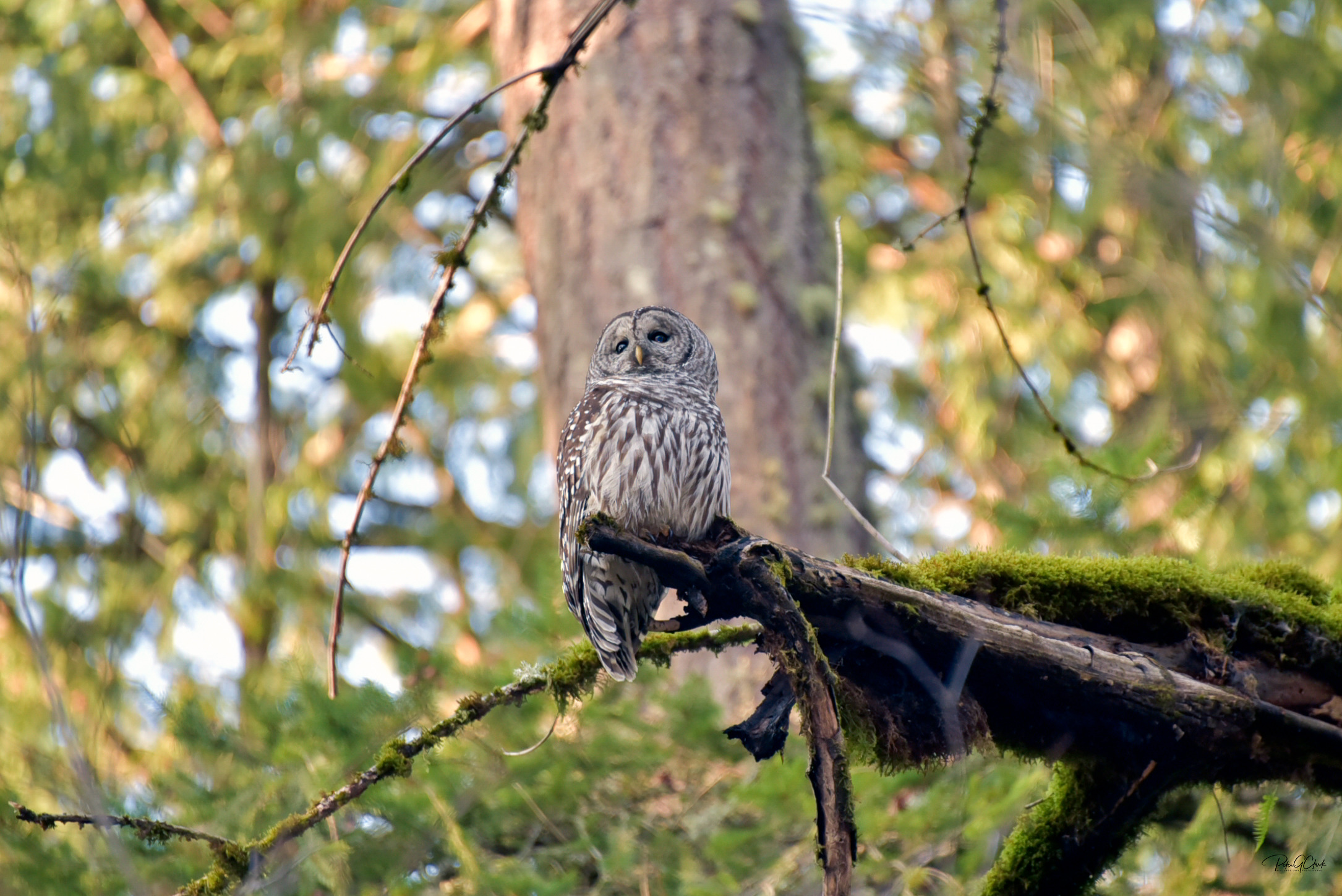
        <div class='title'>
          Barred Owl CG17897
        </div>
       
        <div class='description'>
          
        </div>
      