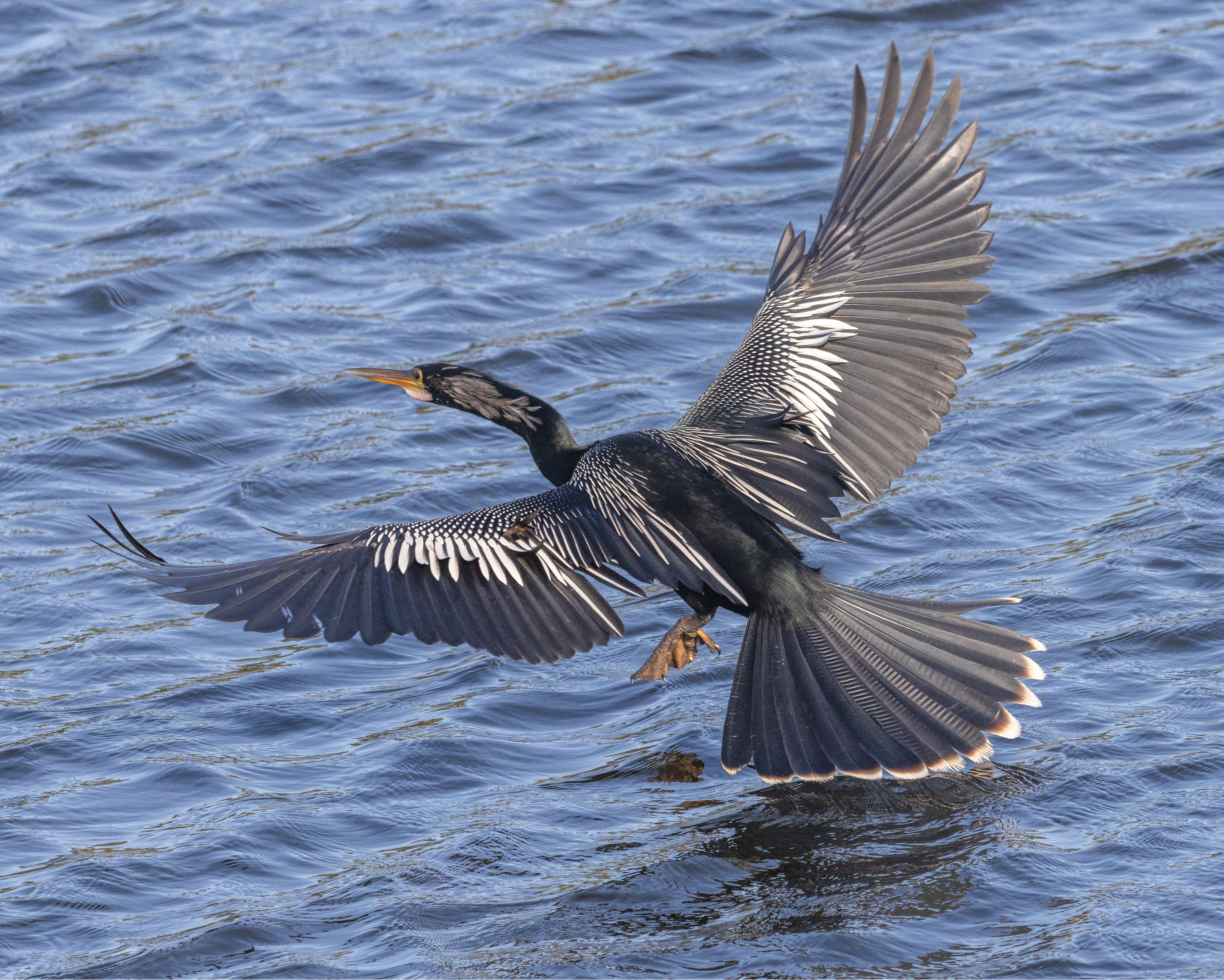 
        <div class='title'>
          Anhinga 3
        </div>
       
        <div class='description'>
          
        </div>
      