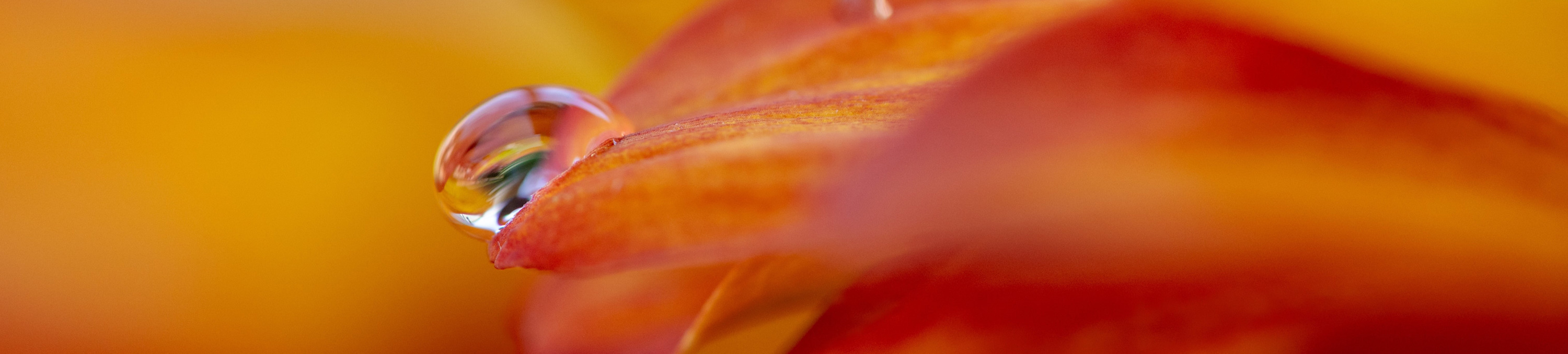 
        <div class='title'>
          Shelton Malzar Droplet On Dreamy Mums dytm5p
        </div>
       