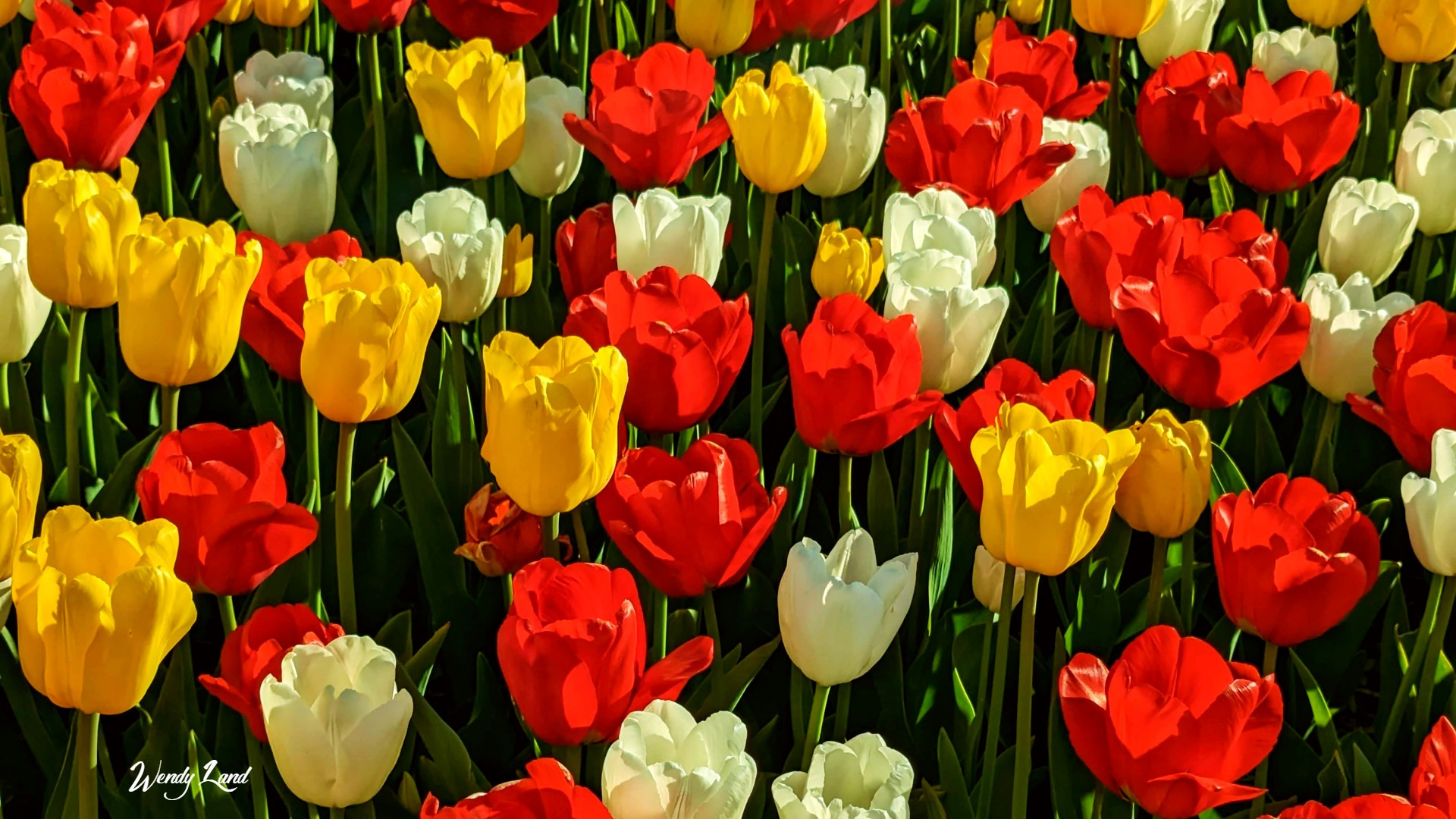 
        <div class='title'>
          tulipfever06
        </div>
       