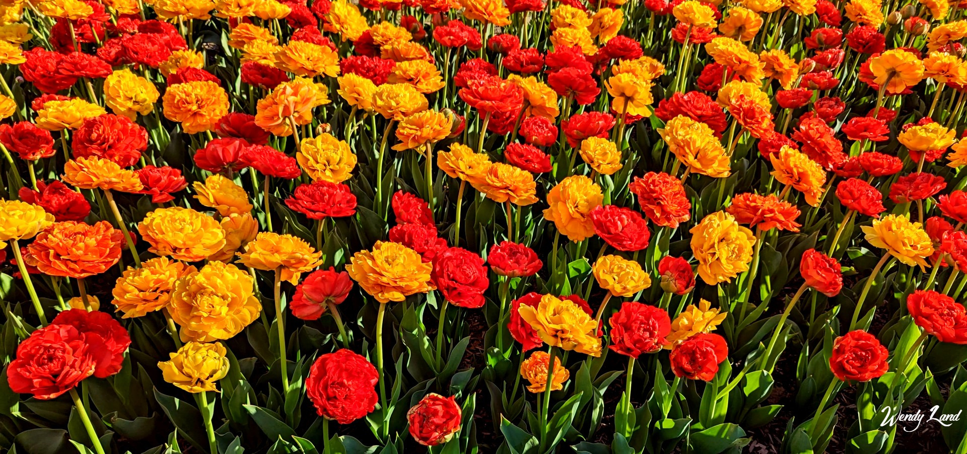 
        <div class='title'>
          tulipfever74
        </div>
       
