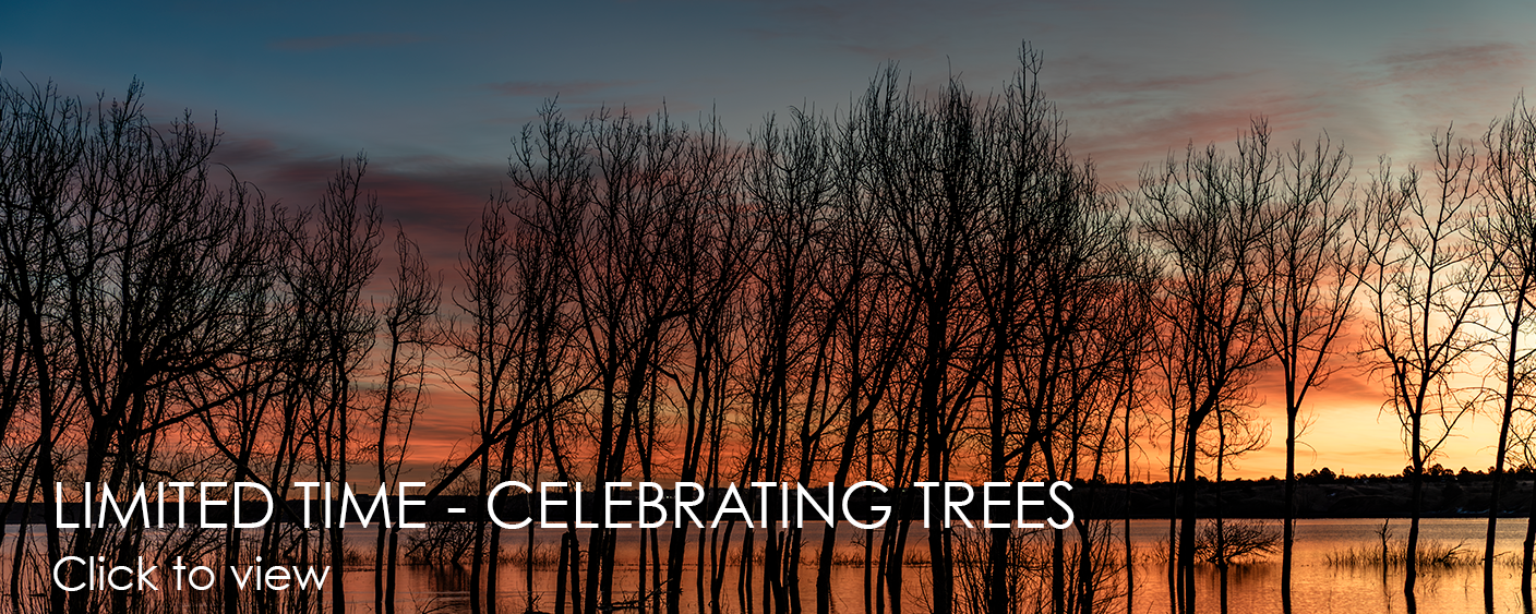 
        <div class='title'>
          Billboard Celebrating Trees
        </div>
       
        <div class='description'>
          
        </div>
      