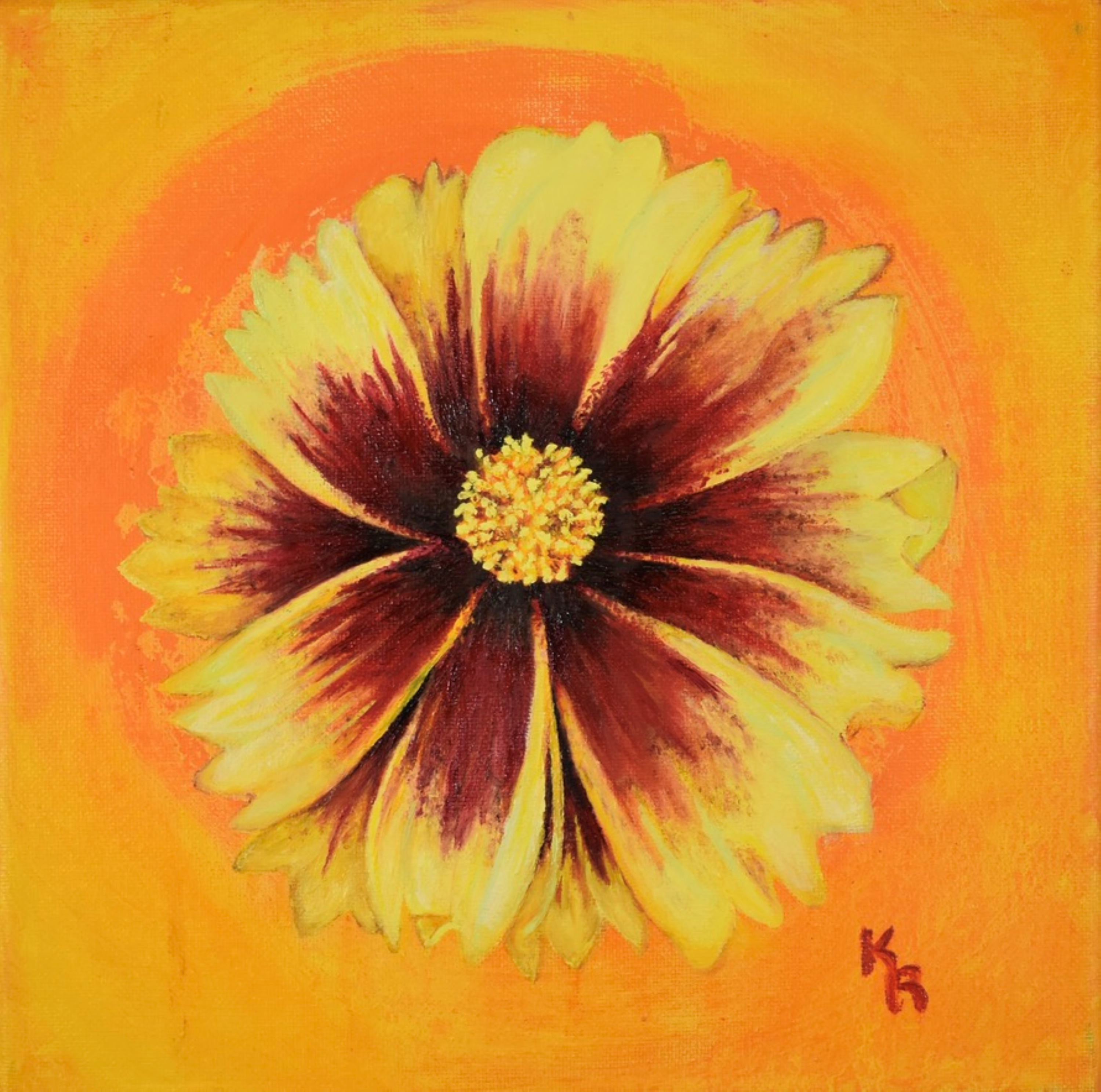 Gaillardia 10x10 225 dto8oc
