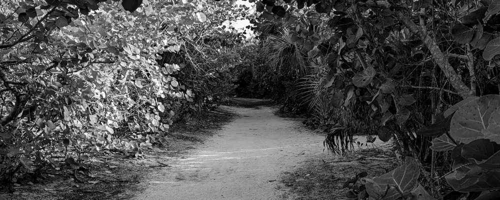 
        <div class='title'>
          Canopy
        </div>
       