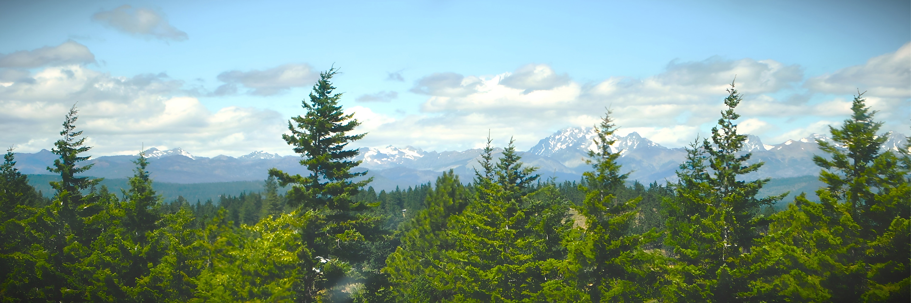 
        <div class='title'>
          Washington Pines best
        </div>
       
        <div class='description'>
          
        </div>
      