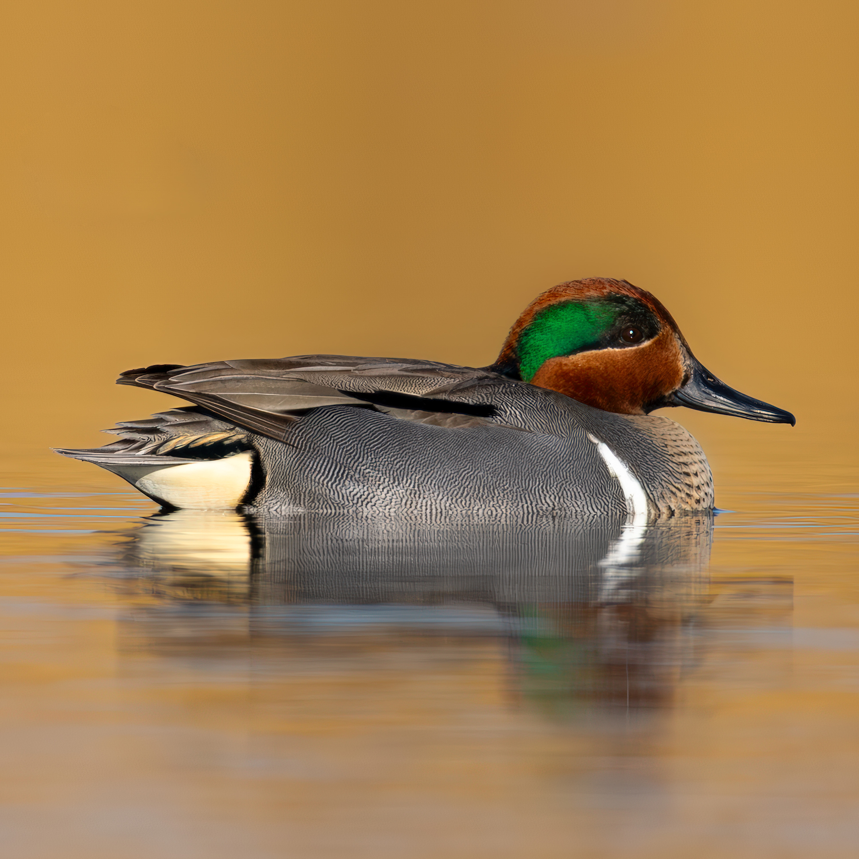 
        <div class='title'>
          AST Teal 1
        </div>
       