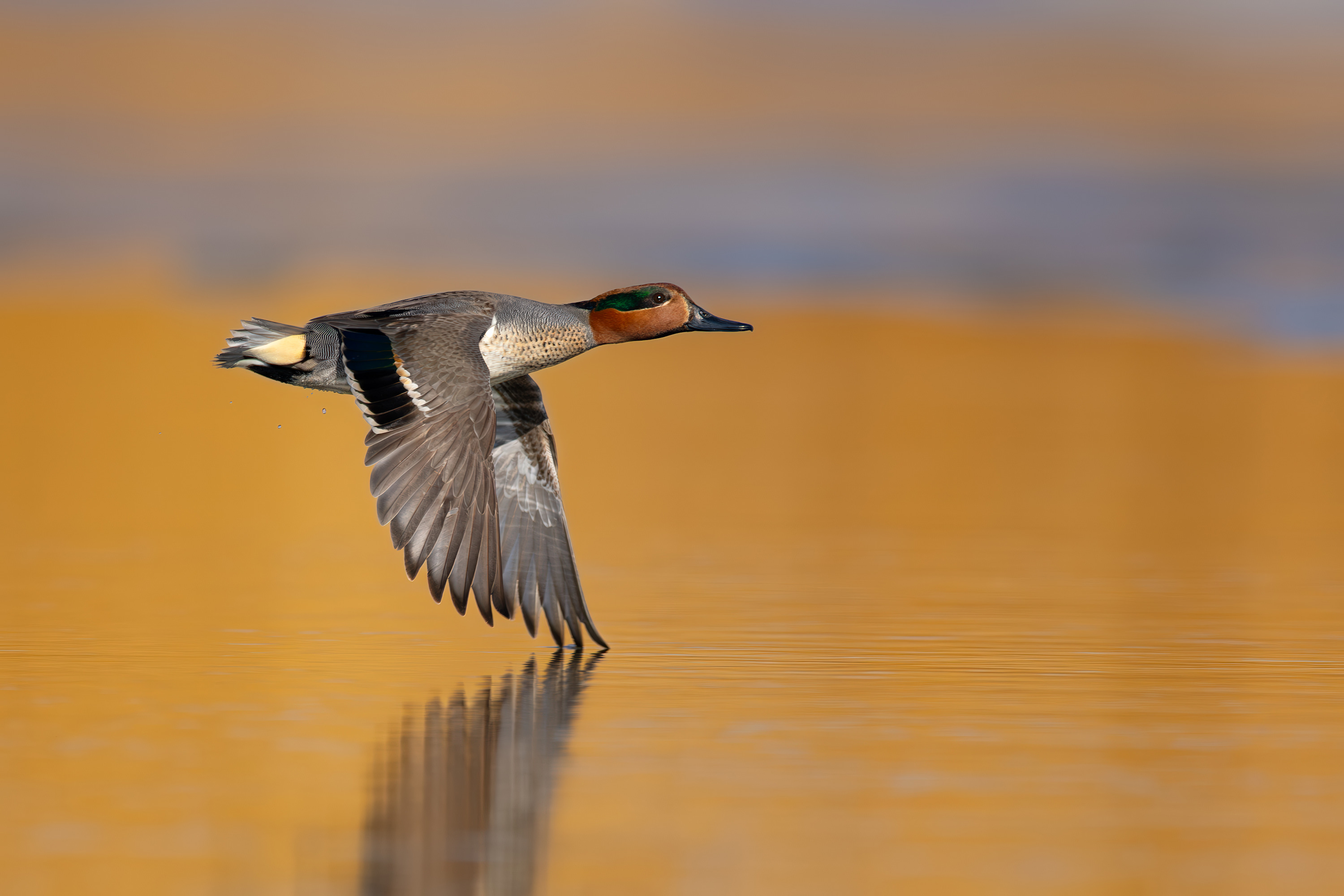 
        <div class='title'>
          AST Teal 2
        </div>
       