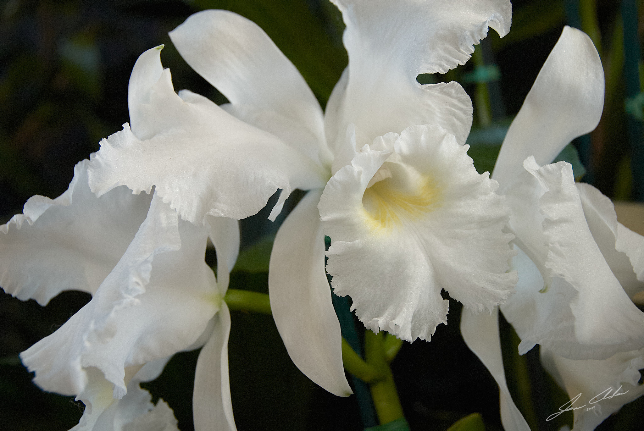 
        <div class='title'>
          2008 sf orchidexpo 3141
        </div>
       