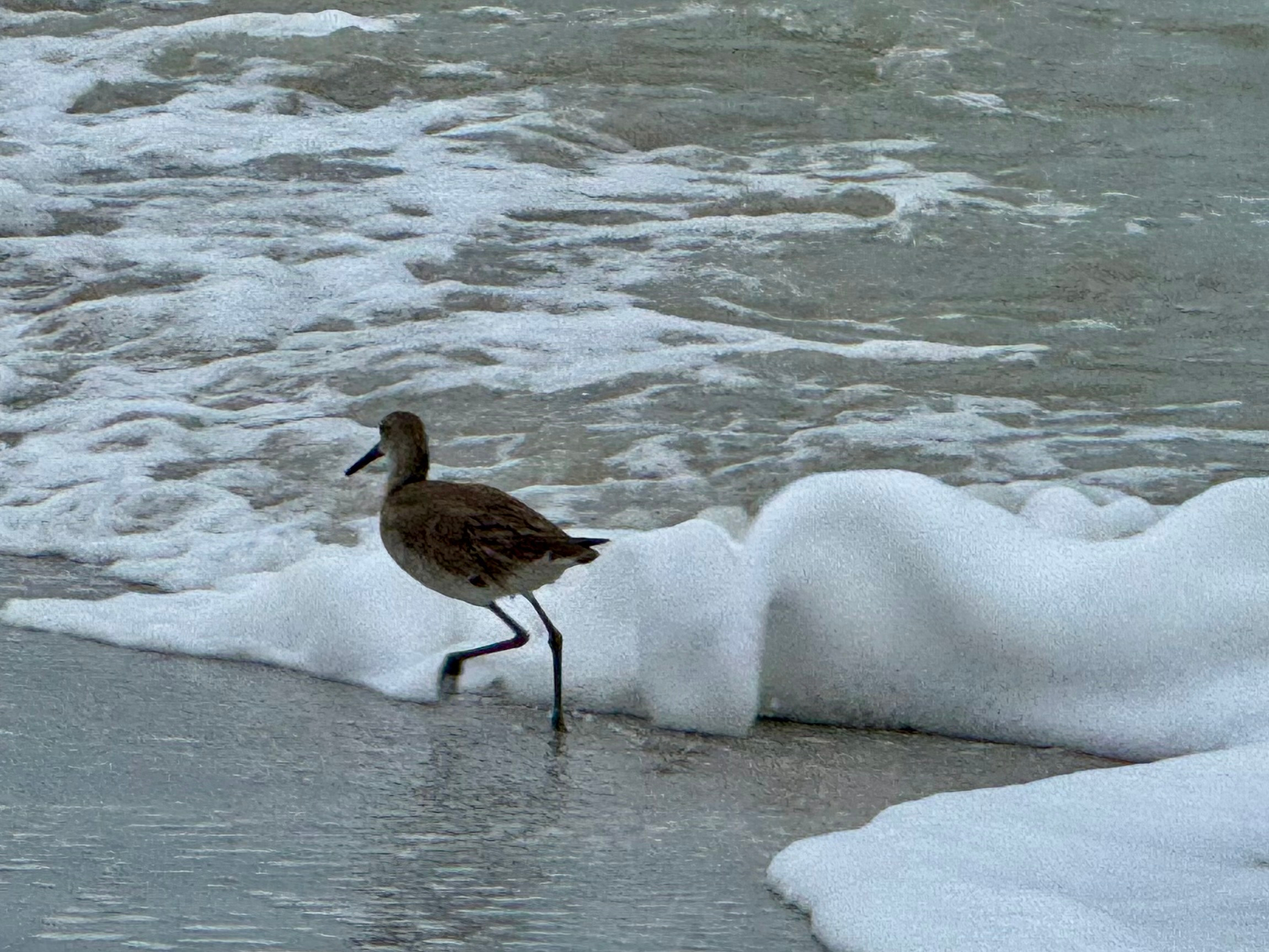 
        <div class='title'>
          Shorebird at the beach
        </div>
       
        <div class='description'>
          
        </div>
      