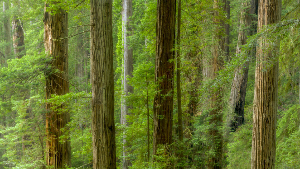 Forest of timeless calm m3lb6z