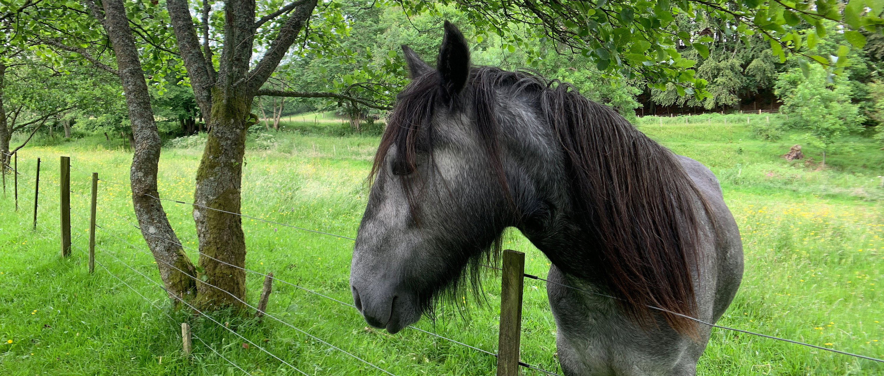 
        <div class='title'>
          Sean McGarry Ireland  103 qaujfk
        </div>
       
        <div class='description'>
          
        </div>
      