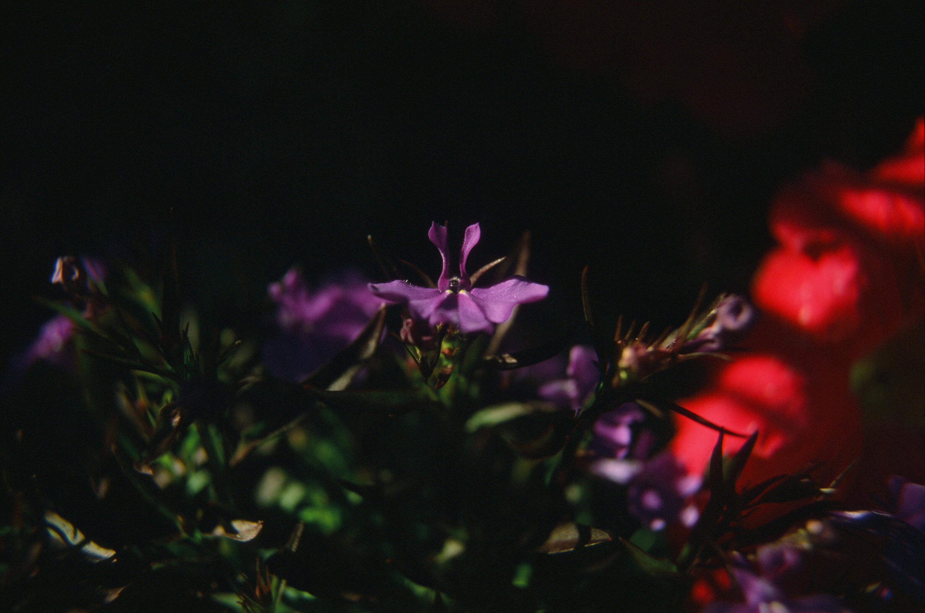
        <div class='title'>
          Raise Two Petals
        </div>
       
        <div class='description'>
          
        </div>
      