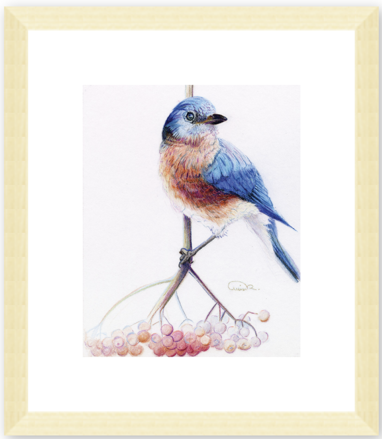 Bluebirdwframe bvk9nx