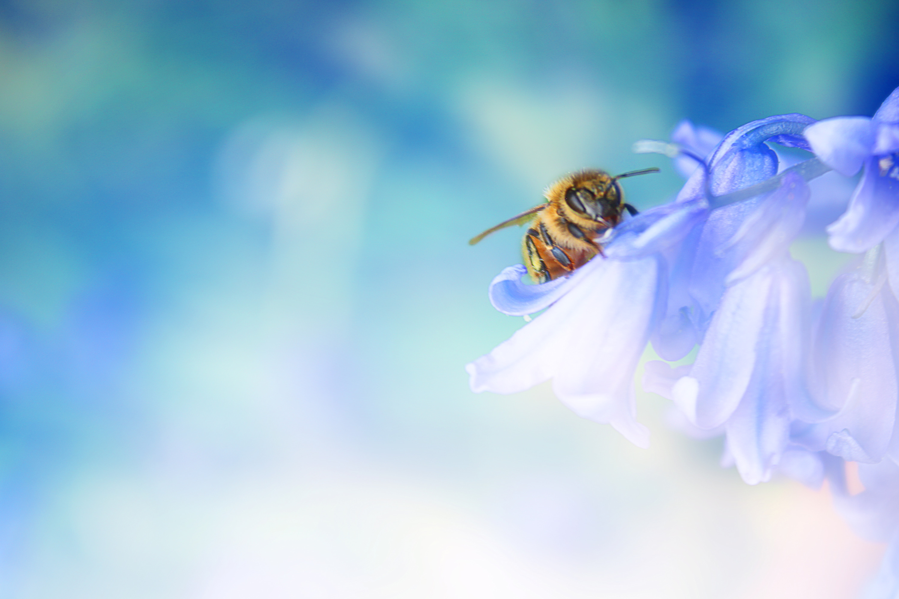 
        <div class='title'>
          Bee 2
        </div>
       
        <div class='description'>
          
        </div>
      