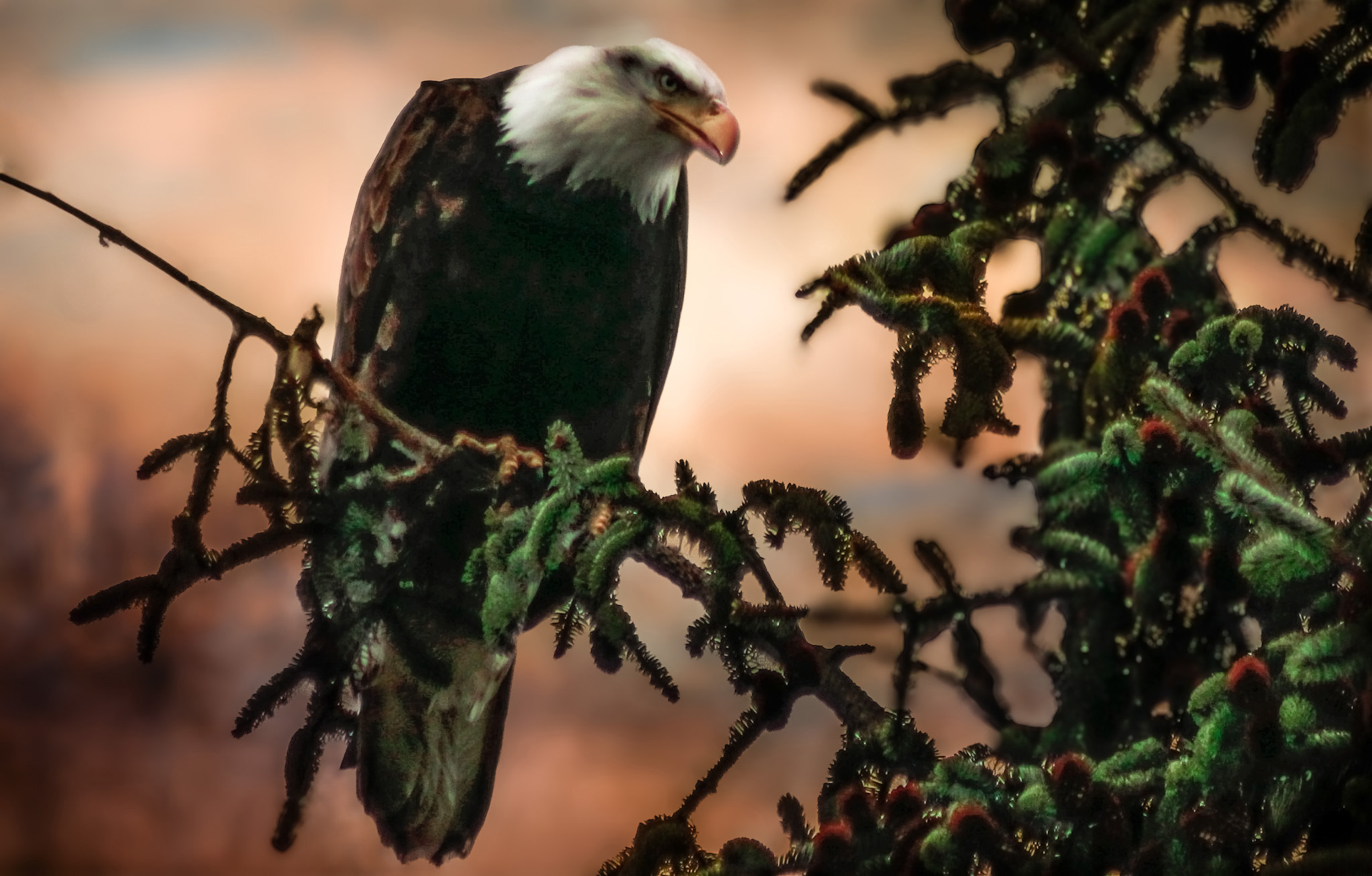 
        <div class='title'>
          A new eagle 1 (2)
        </div>
       
        <div class='description'>
          
        </div>
      
