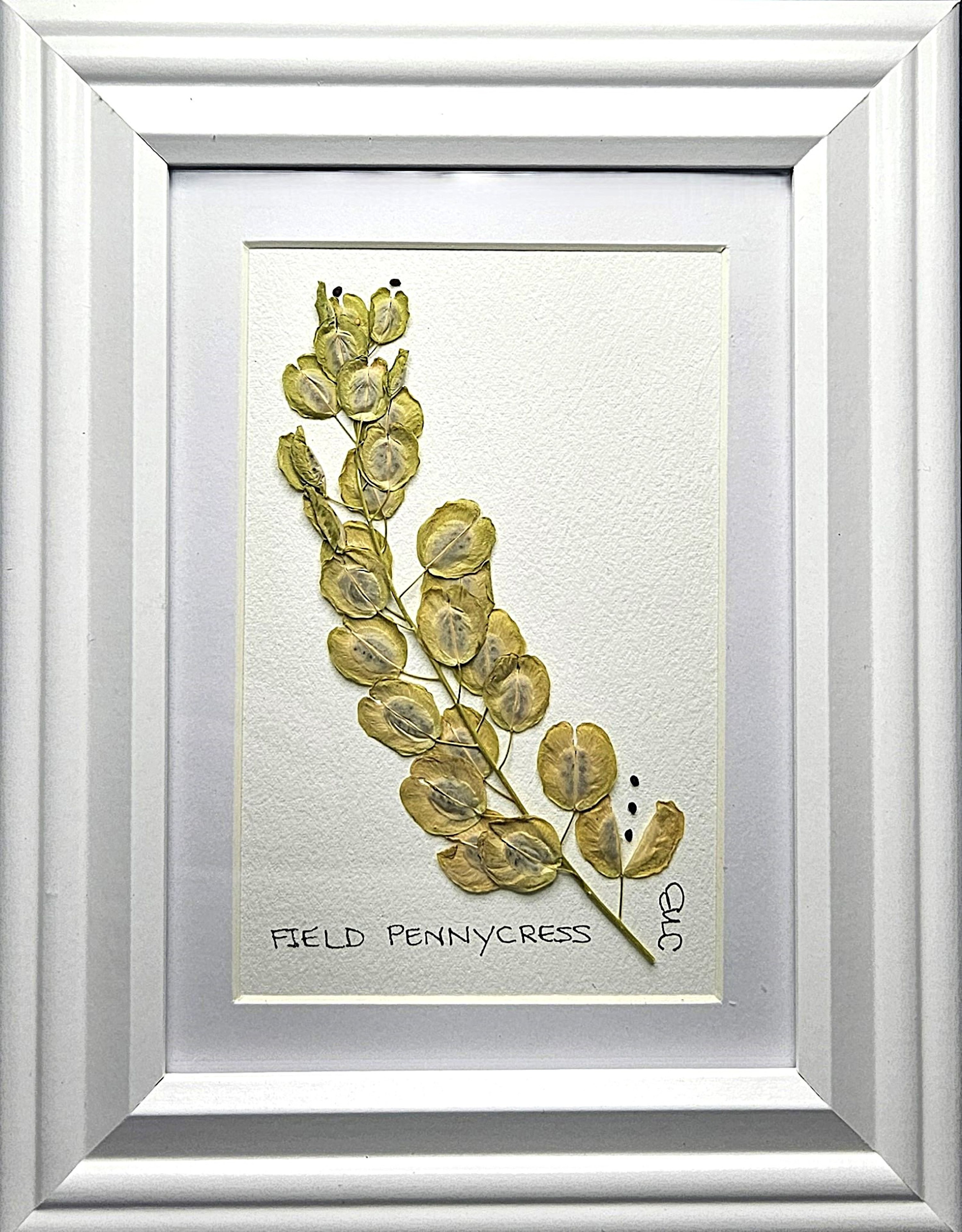 Af074 pennycress zle5qa