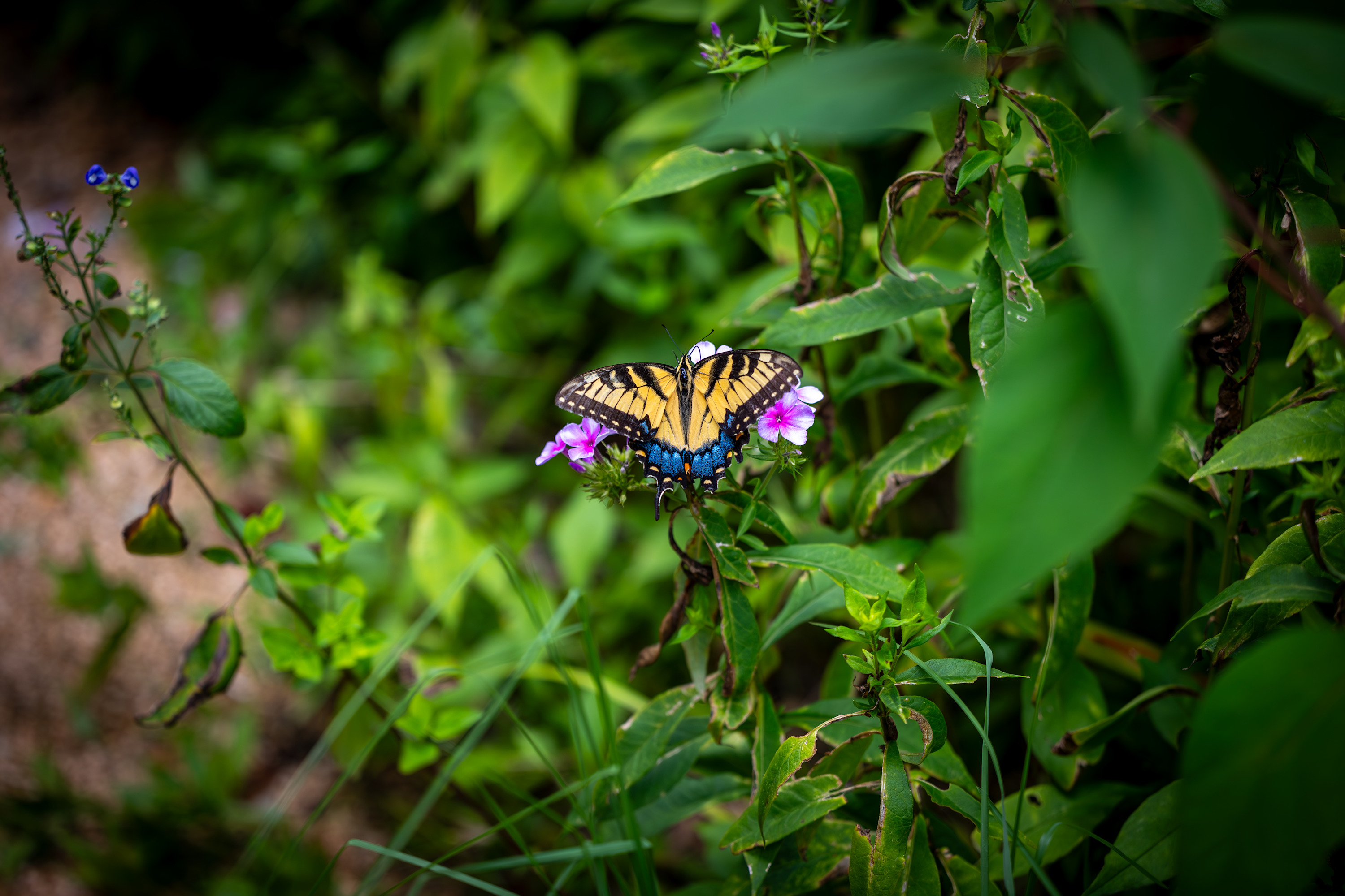 
        <div class='title'>
          Butterfly
        </div>
       
        <div class='description'>
          
        </div>
      