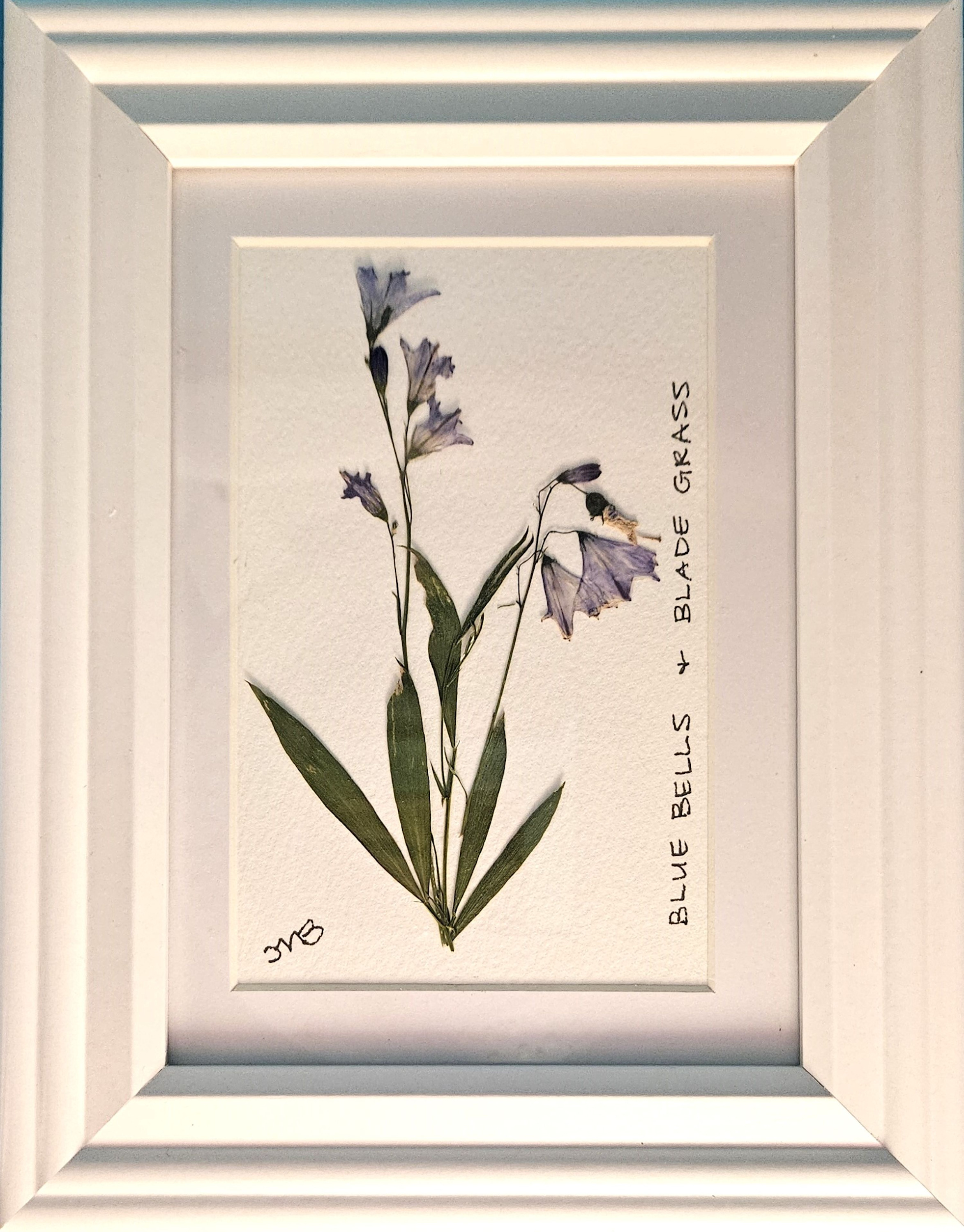 Af094 bluebells wmjtkv