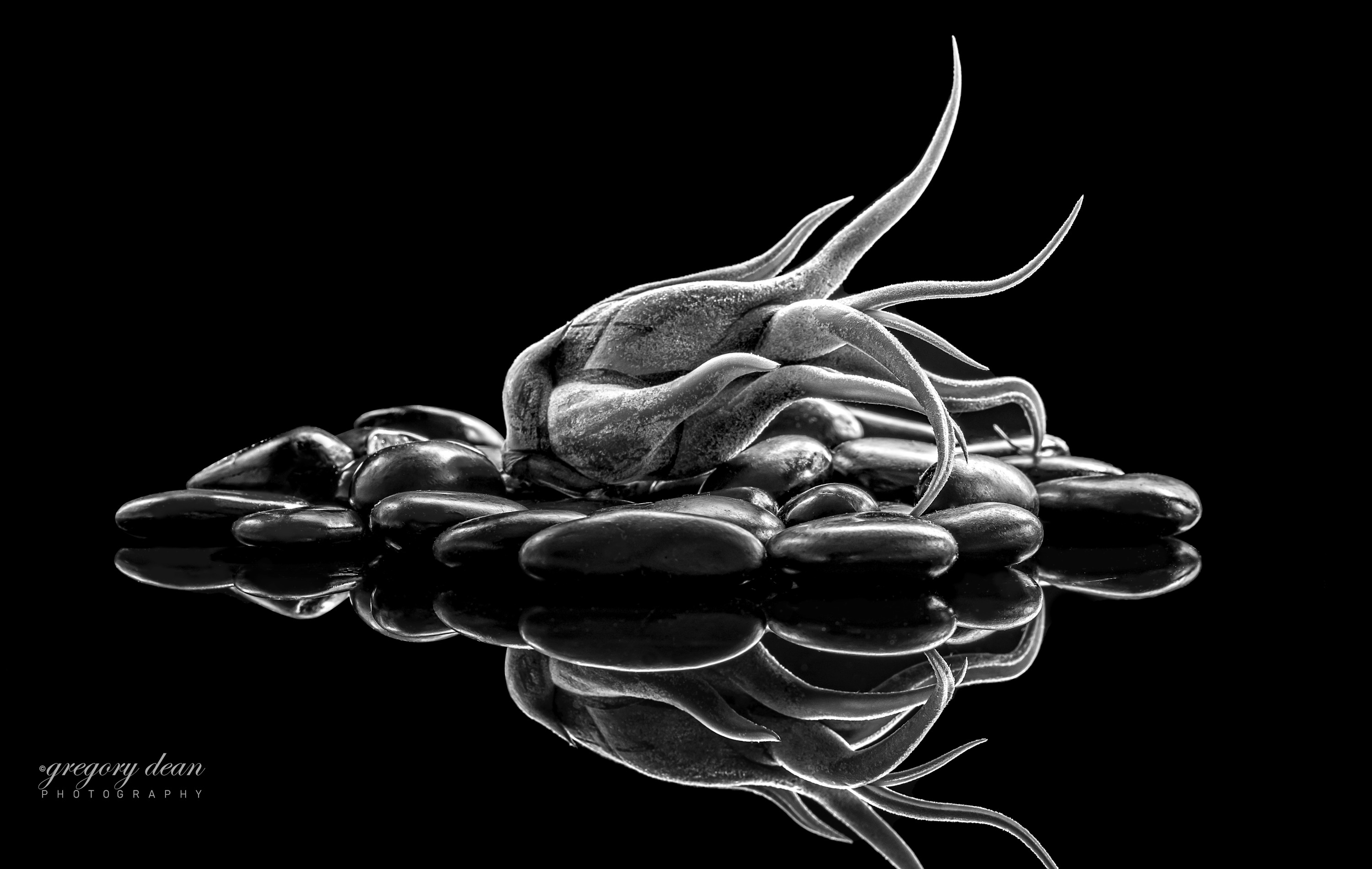 
        <div class='title'>
          Air Plant Merit Print 30X20
        </div>
       
        <div class='description'>
          
        </div>
      