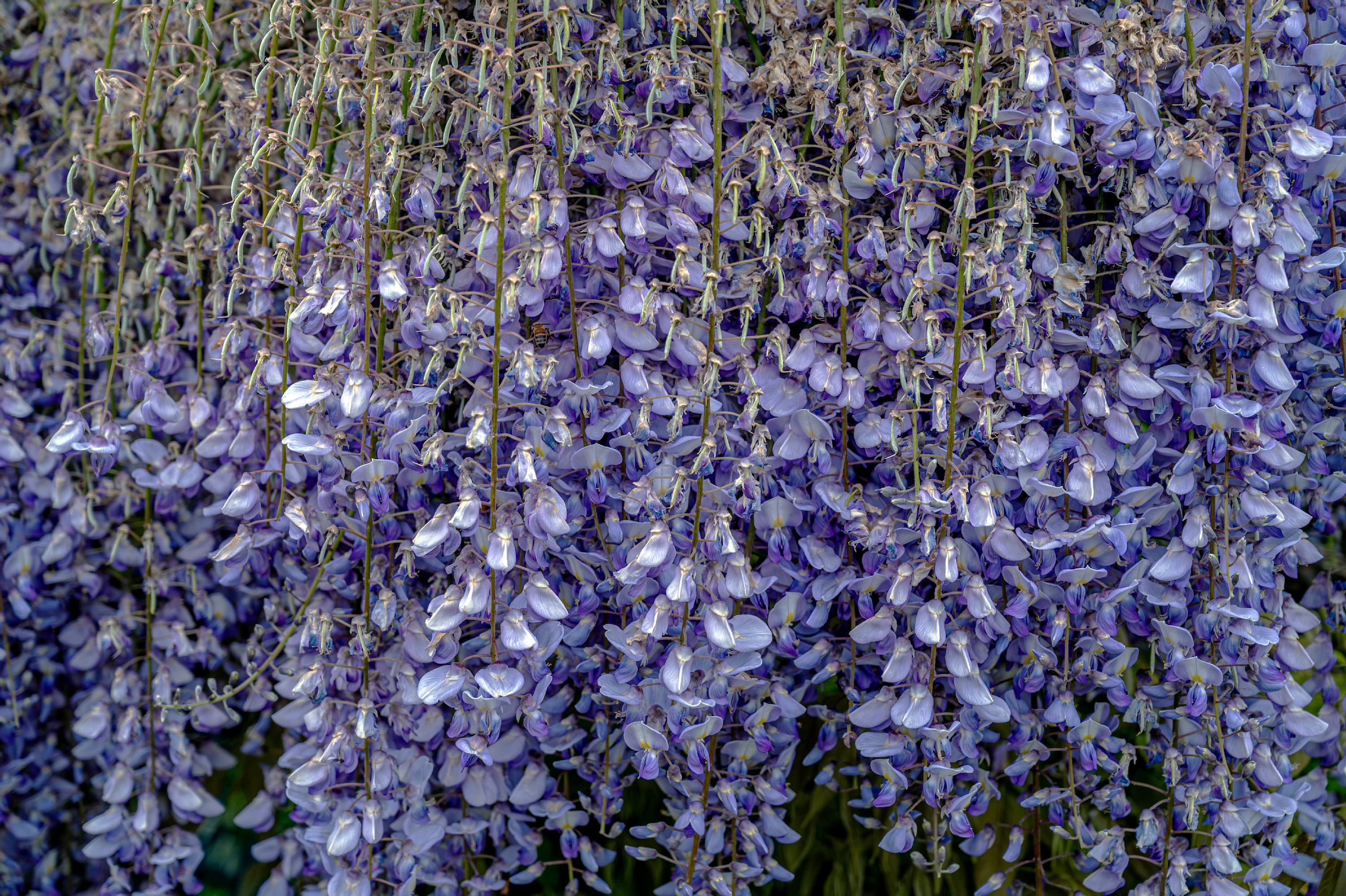 
        <div class='title'>
          Flowers 2 5907
        </div>
       