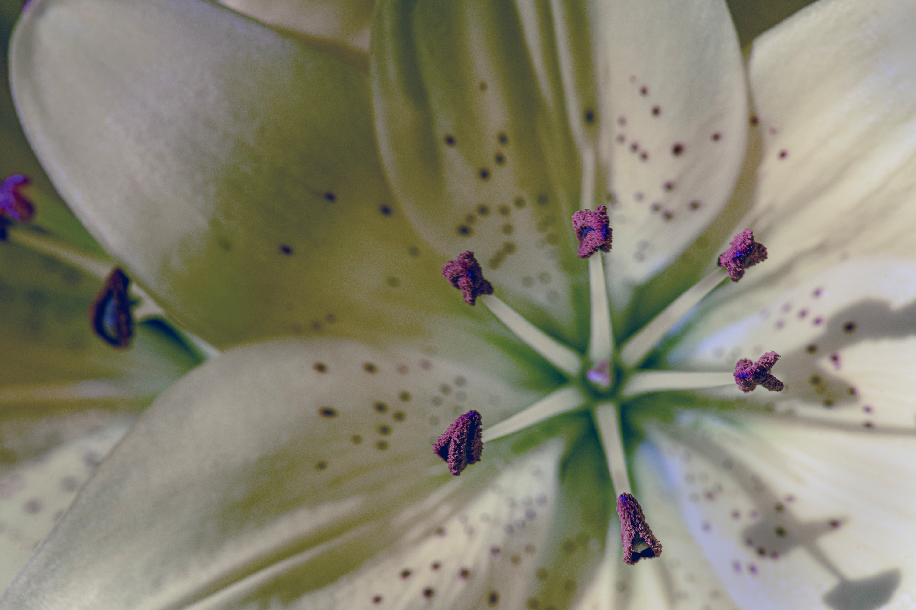 
        <div class='title'>
          Flowers 2 6183
        </div>
       